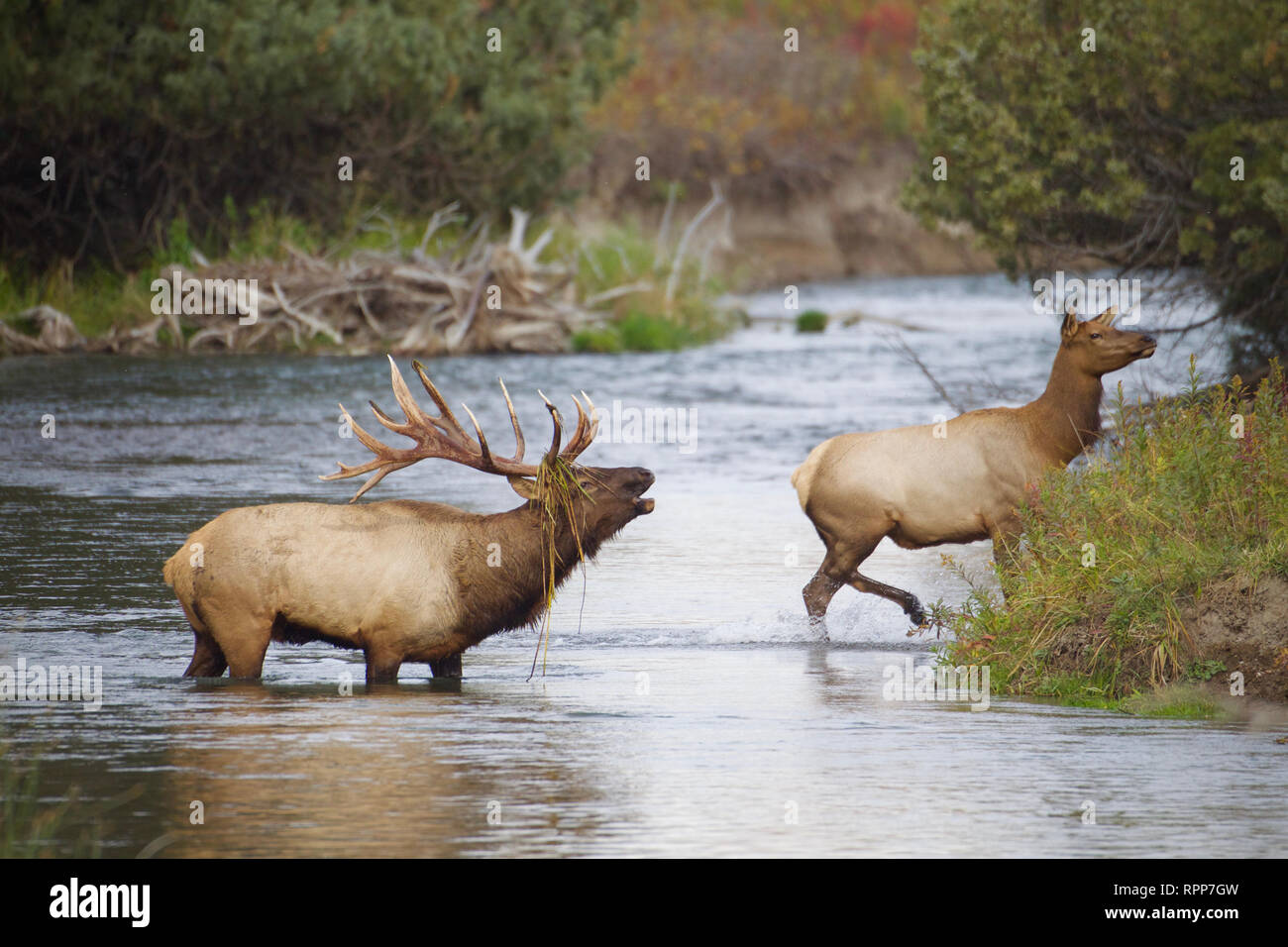 Rocky Mountain Elk - estremamente grandi bull soffietto fuori la sua chiamata di accoppiamento mentre si segue una femmina attraverso un torrente durante l'autunno stagione di riproduzione Foto Stock