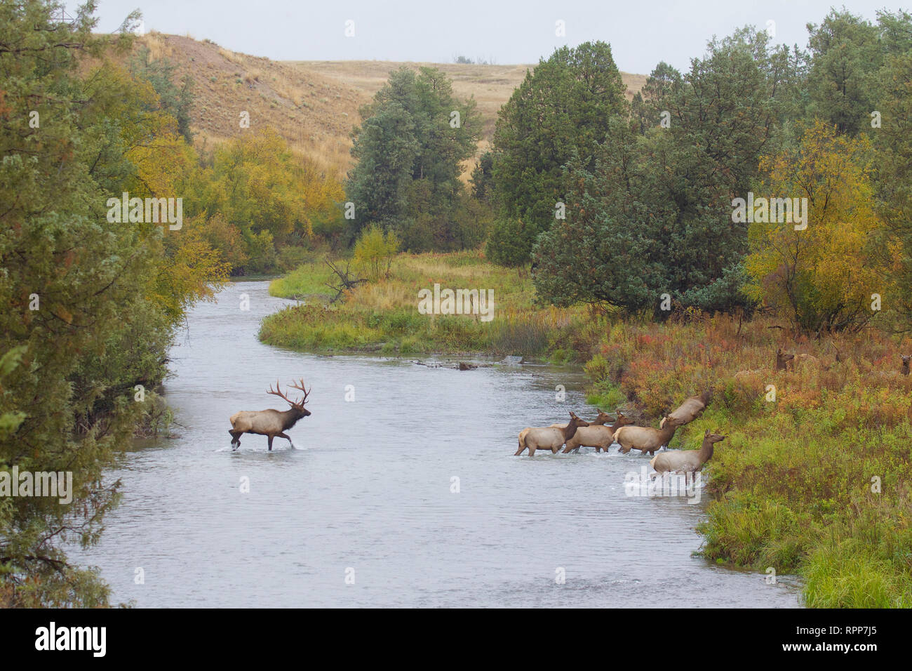 Rocky Mountain Elk - una matura bull segue il suo harem attraverso un torrente durante l'autunno stagione di riproduzione Foto Stock