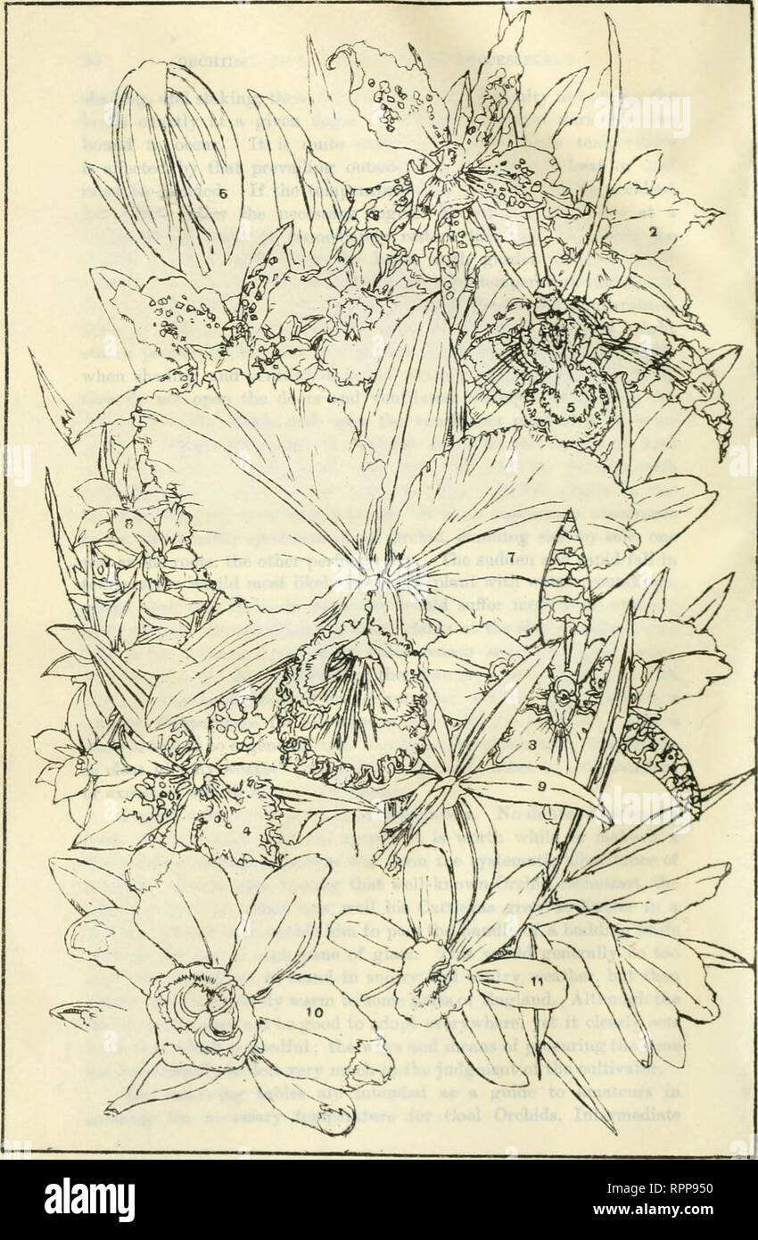 Amatoriale Coltivatori Di Orchidee Libro Guida La Piastra 2 1 Odontoglossura Andersonianum X 2 Odontoglossum Pescatorel 3 Odontoglobbiim Rossi Majus 4 Odontoglossum Maculatum 5 Oncidium Papillo 6 Masdevallla Ignea 7 Cattleya Hendelli Molto