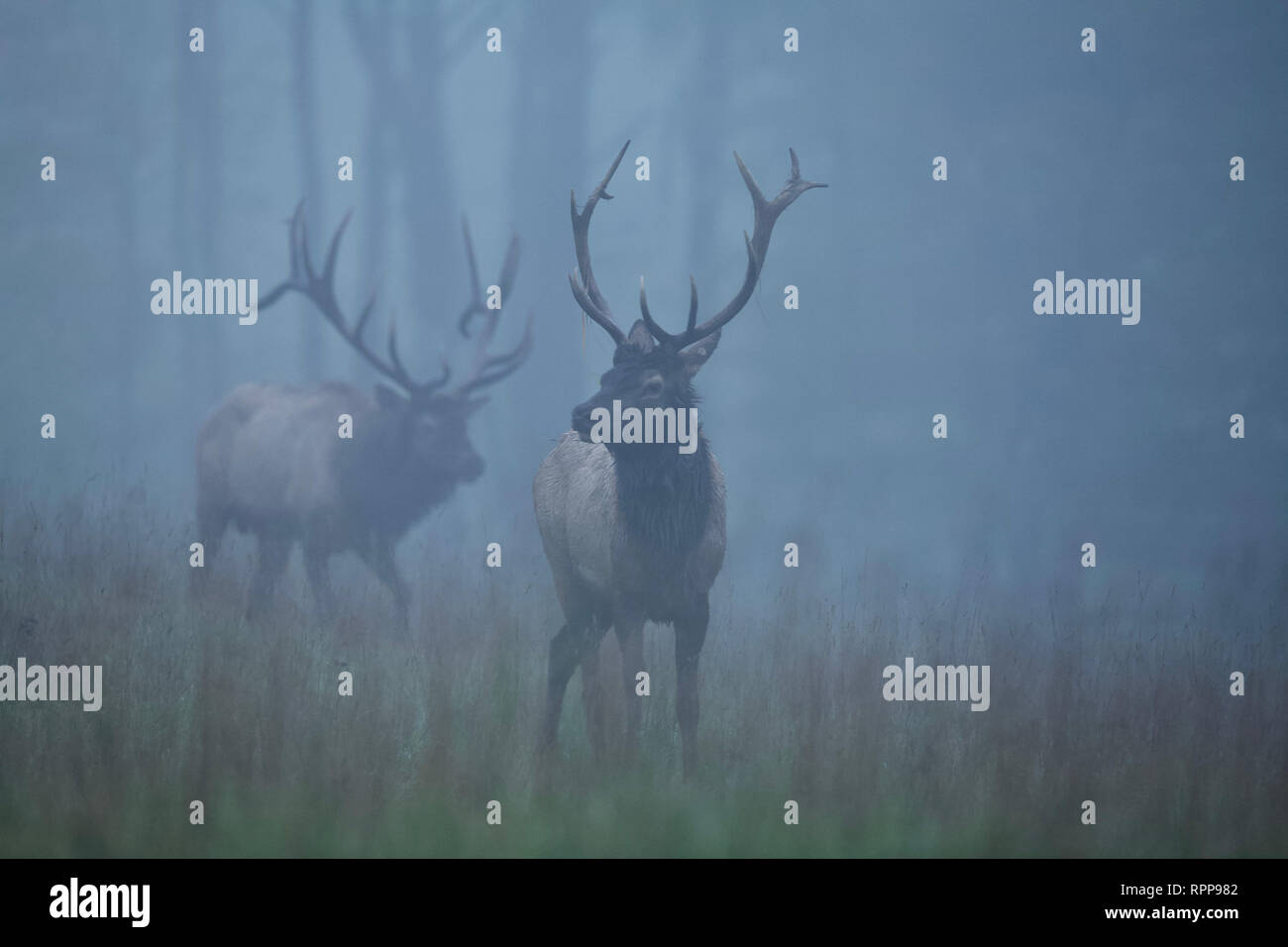 Due maestose bull Elk su una mattinata nebbiosa in Pennsylvania di boschi del nord Foto Stock