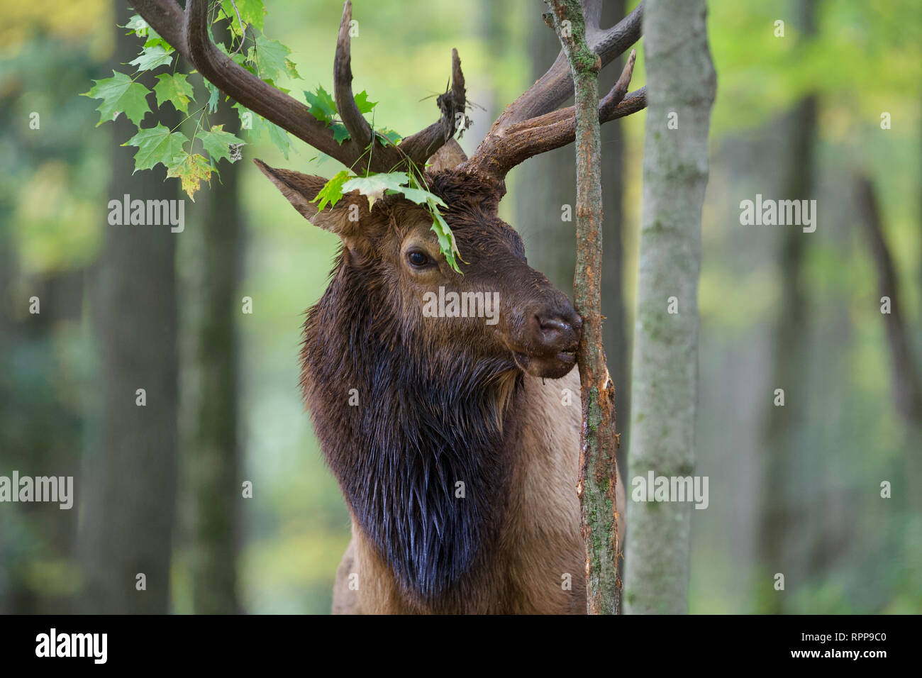 Una bull Elk funziona su un albero di Acero alberello vicino al Rocky Mountain Elk della Fondazione Centro Visitatori nel nord della Pennsylvania Foto Stock