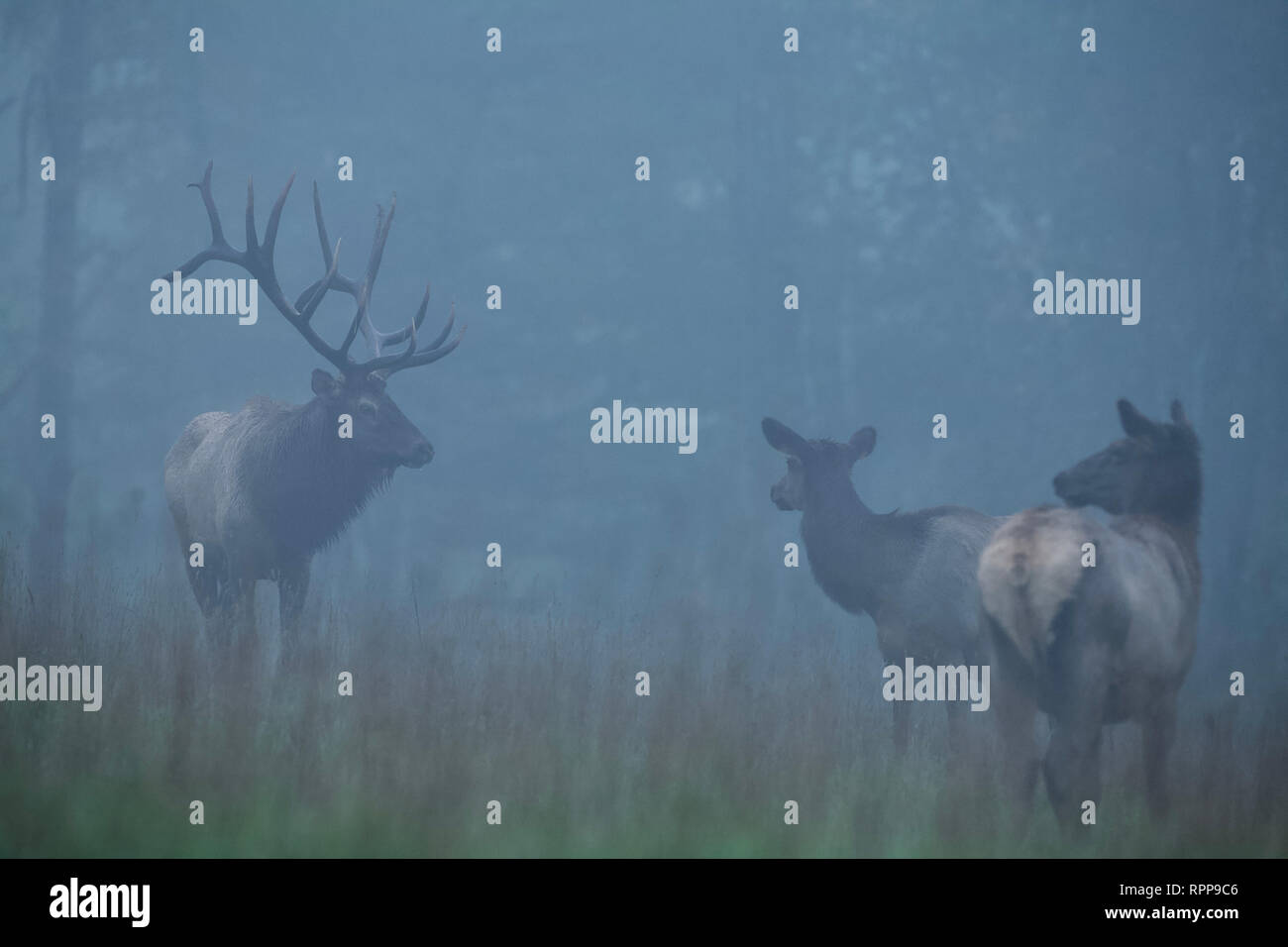 Un maestoso bull Elk avvicina due Elk femmina su una mattinata nebbiosa in Pennsylvania di boschi del nord Foto Stock