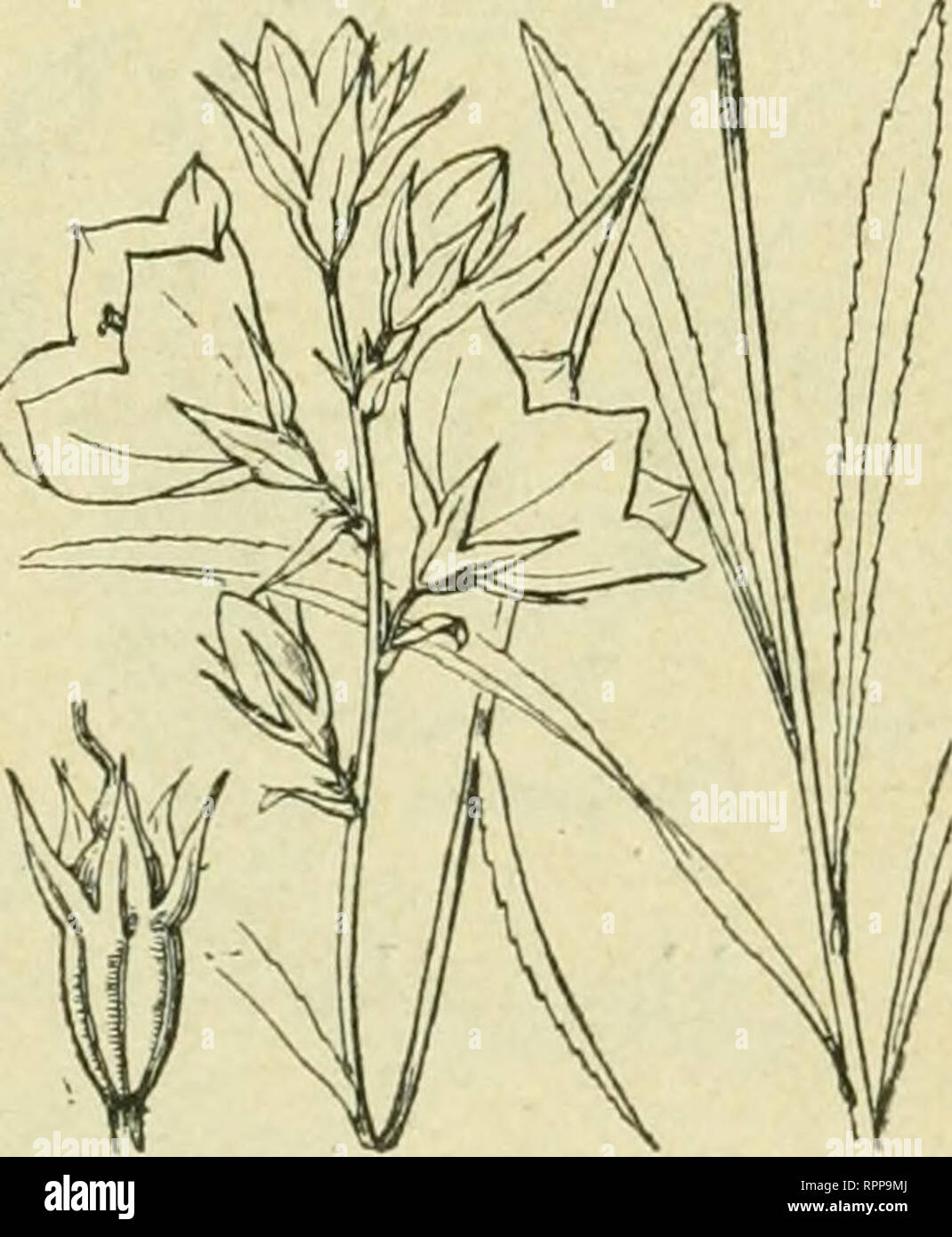 . Alpen-Flora : Westalpen. Piante di montagna. 86 Gampanulaceen. Cainpauula spicata. - Tafel 86. - Hohe, weiß- haarte Pflanze mit dicker, ipindeiförmiger Wurzel und auf- rechtem, unten ftark beblättertem Stengel. Blätter lang, fpitz, mit welligen Rändern, ungeftielt, borftig behaart. In Blüten langer Ähre, die den größten Teil des Stengels in Anfpruch nimmt. Kelch und Krone behaart, letztere trichterförmig, blau, 5zipflig, bis auf '^/s verwachfen. Zweijährig. Blüht Juni Juli. Befucher: vermutlich Käfer und Bienen. Samen flach, klein: Windverbreitung. Steinige, trockene Weiden und Halden der Al Foto Stock