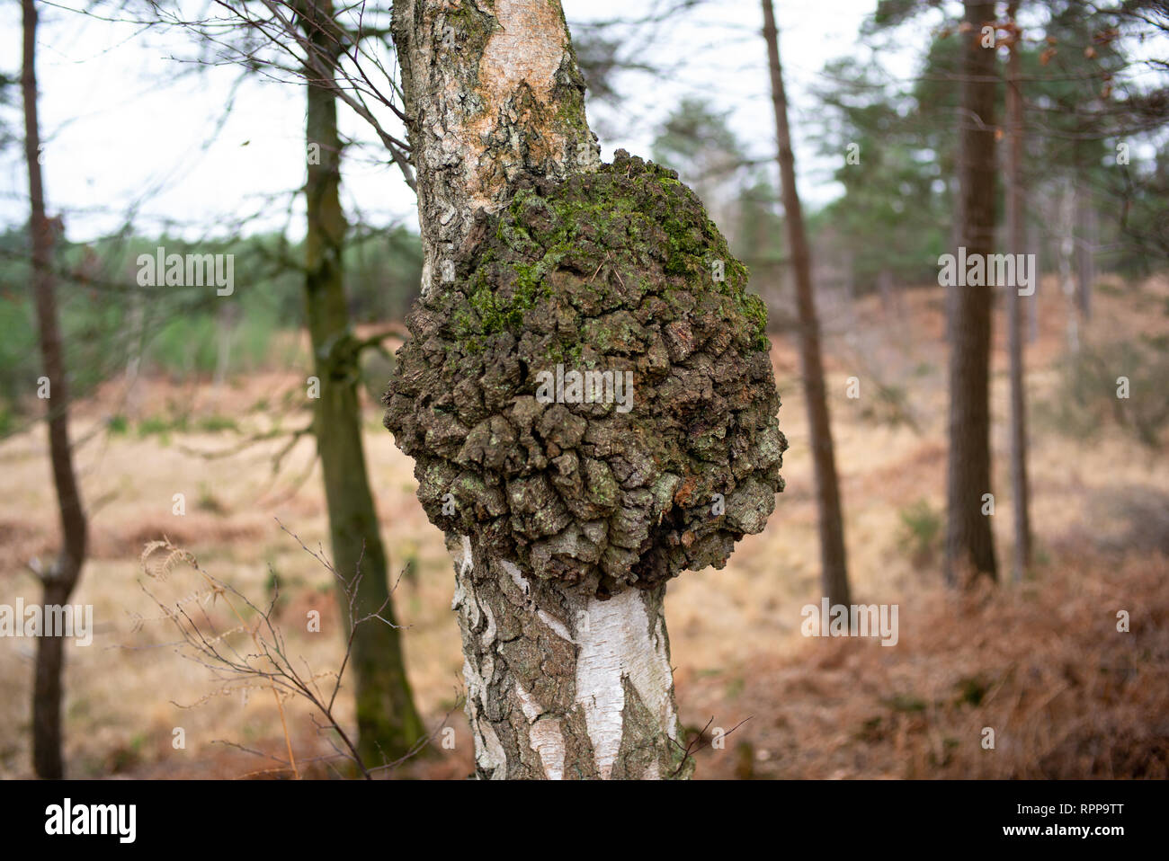 Un albero con una anormale crescita knobbly sul noto come una bava, bavature o Burl è simile a una massa del tumore in un animale ma non provoca danni a un albero. Foto Stock