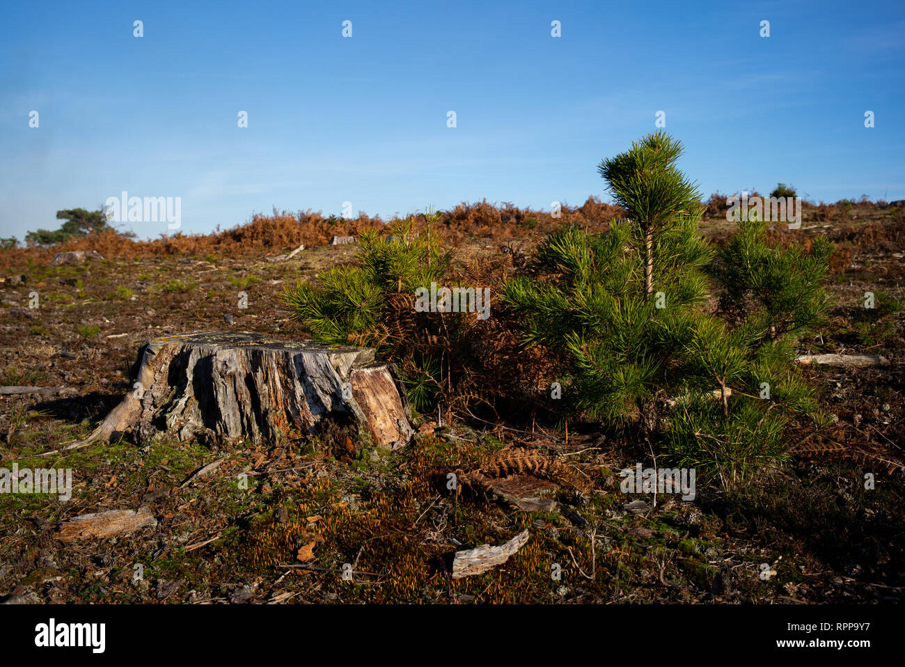 I lavori forestali nel nuovo Parco Nazionale Foreste Hampshire Inghilterra con nuovo piantato alberi cresce accanto al moncone di un vecchio albero in un legno gestito foresta. Foto Stock