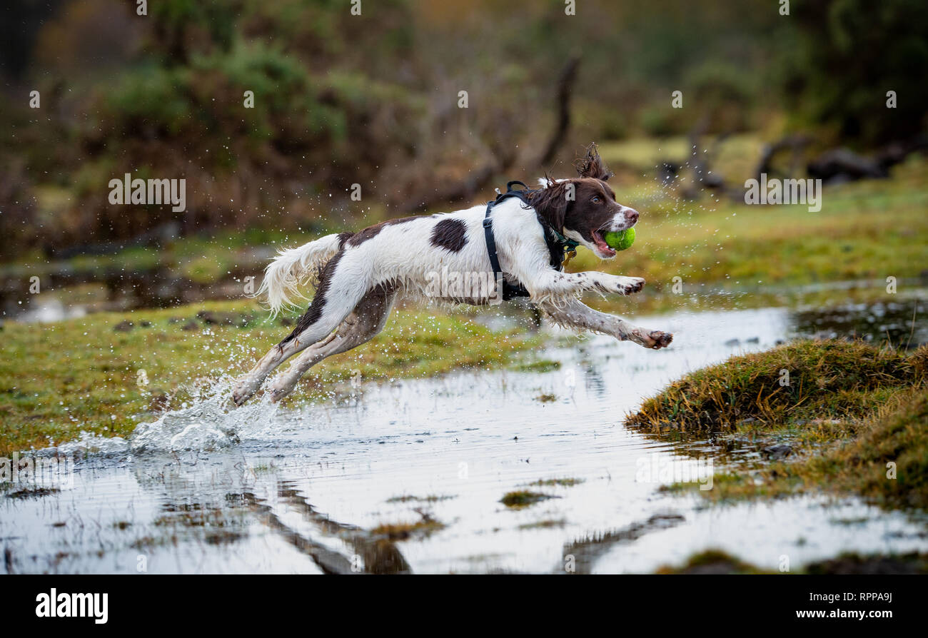 Un giovane inglese Springer spaniel ( 11 mesi) in esecuzione con la palla in bocca con schizzi su un acqua area registrati nella nuova foresta regno unito dopo la pioggia. Foto Stock