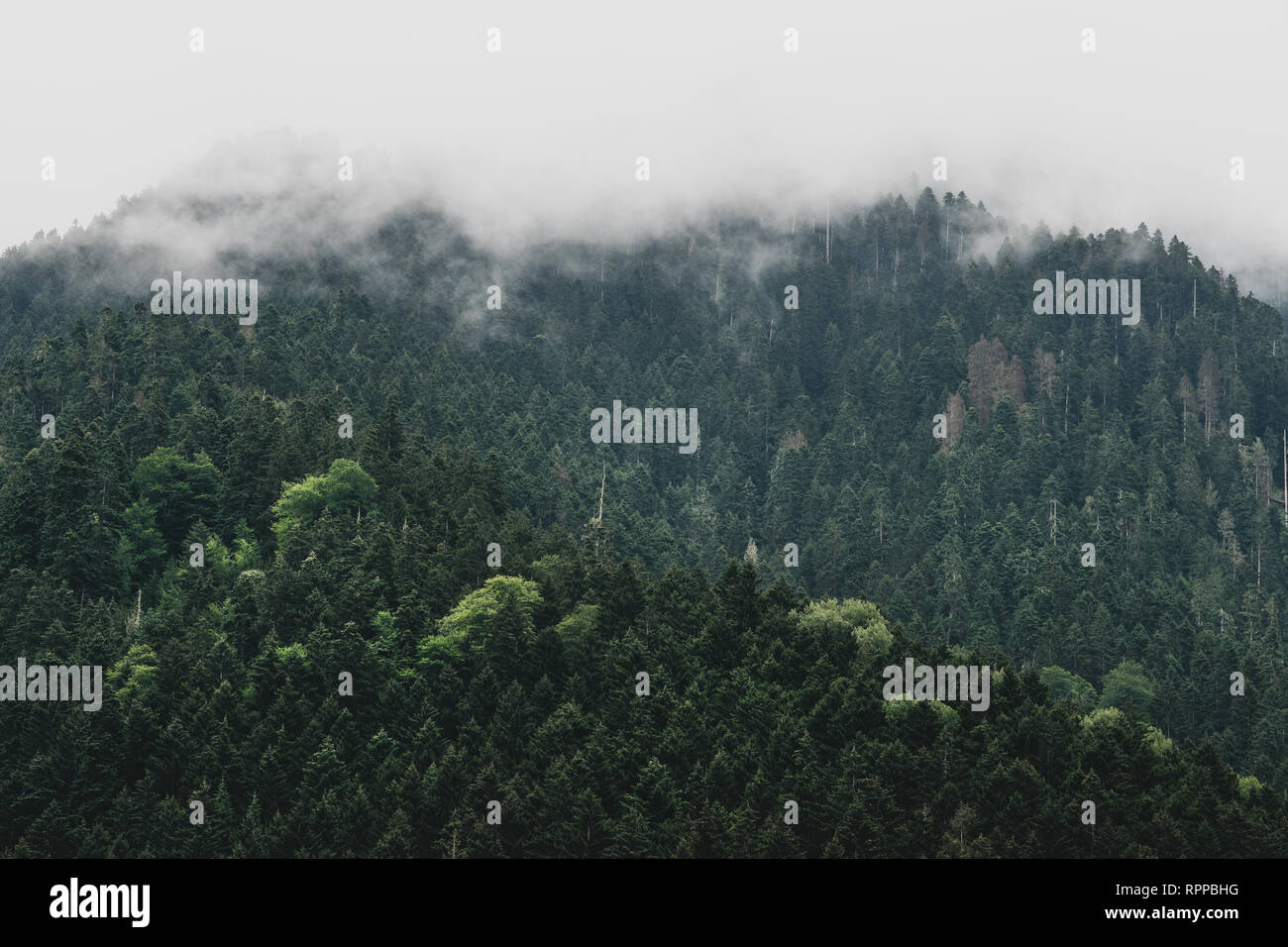 Moody scura foresta paesaggio con il cloud e la nebbia Foto Stock