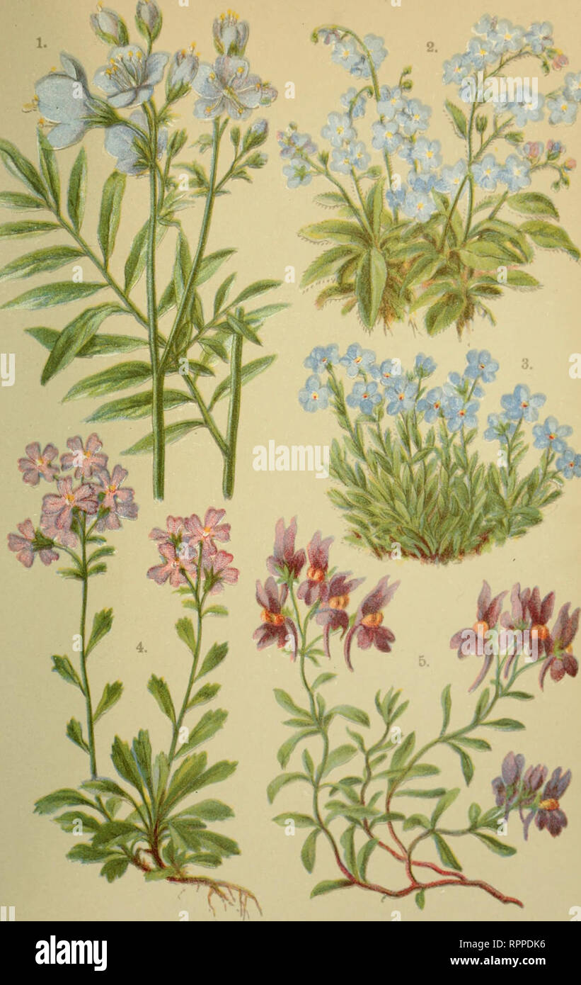 . Alpen-Flora für Touristen und Pflanzenfreunde ... Piante di montagna. 30. i. Polemonium coeruleum. 2. Myosotis alpestris. 3. Eritrichium nanum. 4. Erinus alpirms. 5. Linaria alpina.. Si prega di notare che queste immagini vengono estratte dalla pagina sottoposta a scansione di immagini che possono essere state migliorate digitalmente per la leggibilità - Colorazione e aspetto di queste illustrazioni potrebbero non perfettamente assomigliano al lavoro originale. Hoffmann, Julius, d. 1904; Friese, Hermann. Stoccarda, Verlag für Naturkunde (dott. Jul. Hoffmann) Foto Stock