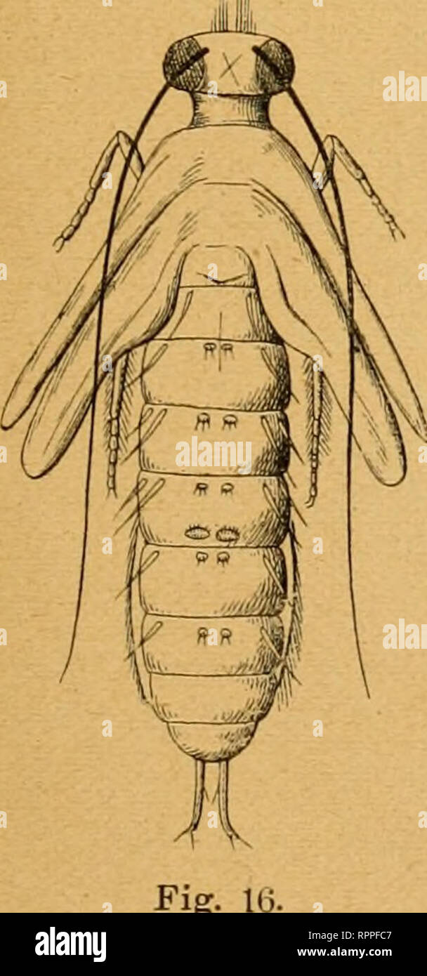 . Allgemeine Zeitschrift für Entomologie Organ der "Allgemeine Entomologischen Gesellschaft" ; Internationales Organ für die Interessen der allgemeine und angewandten Entomologie wie der Insekten-Biologie. Gli insetti. Anleitung zum Fang, zur Aufzucht und Konservierung der Köchertliegen. 147 lauge klar und fi-isch, besonders auch, wenn man irgend eine Art von Durchlüftung gebraucht, die ich für alle von Vorteil, für die in fließenden Gewässern lebenden als notwendig erachte. Seit zwei Jahren benutze ich eine selbsthergestellte Wasserlnftpumpe, die durch einen kontinuierlichen dünnen Wa Foto Stock