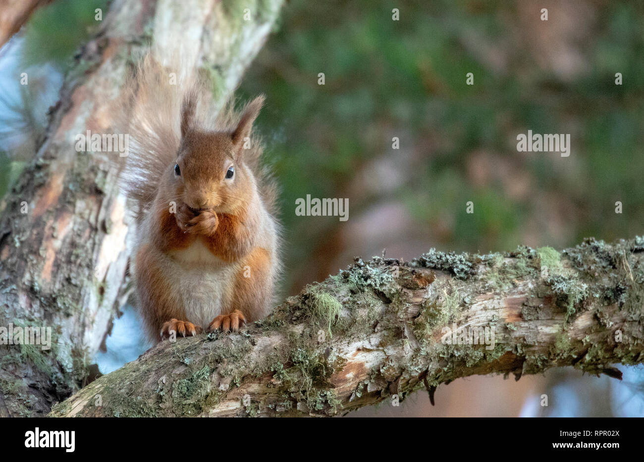 Aviemore Scozia, Regno Unito. 23 feb 2019. Con già un record meteo giorno per Scozia questa settimana in 122 anni, le temperature rimangono elevate per questo periodo dell'anno. Â Credit: DGDImages/Alamy Live News Foto Stock