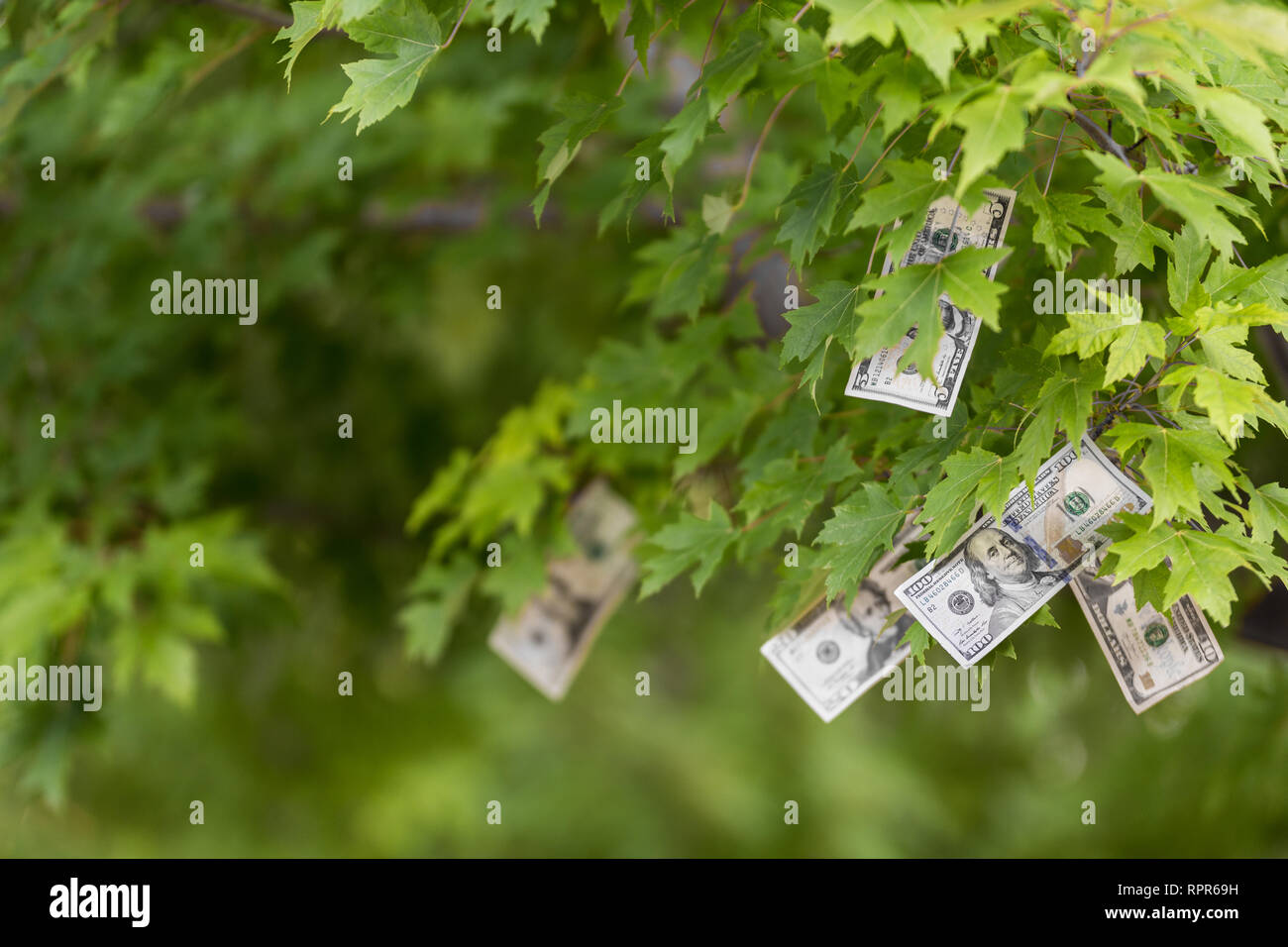 Il denaro cresce sugli alberi, USA cambio dollaro, raccolto in contanti, money tree, finanza concetto scorte, investimenti, reddito passivo, eredità, prestiti, salvataggio Foto Stock