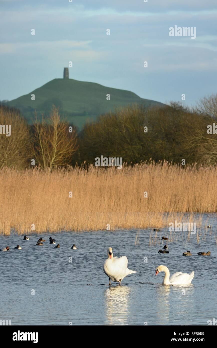 Cigno Cygnus olor, coppia adagiata su di una zattera vicino ad altri uccelli selvatici a RSPB parete prosciutto RSPB riserva con Glastonbury Tor in background, Somerset, Regno Unito. Foto Stock