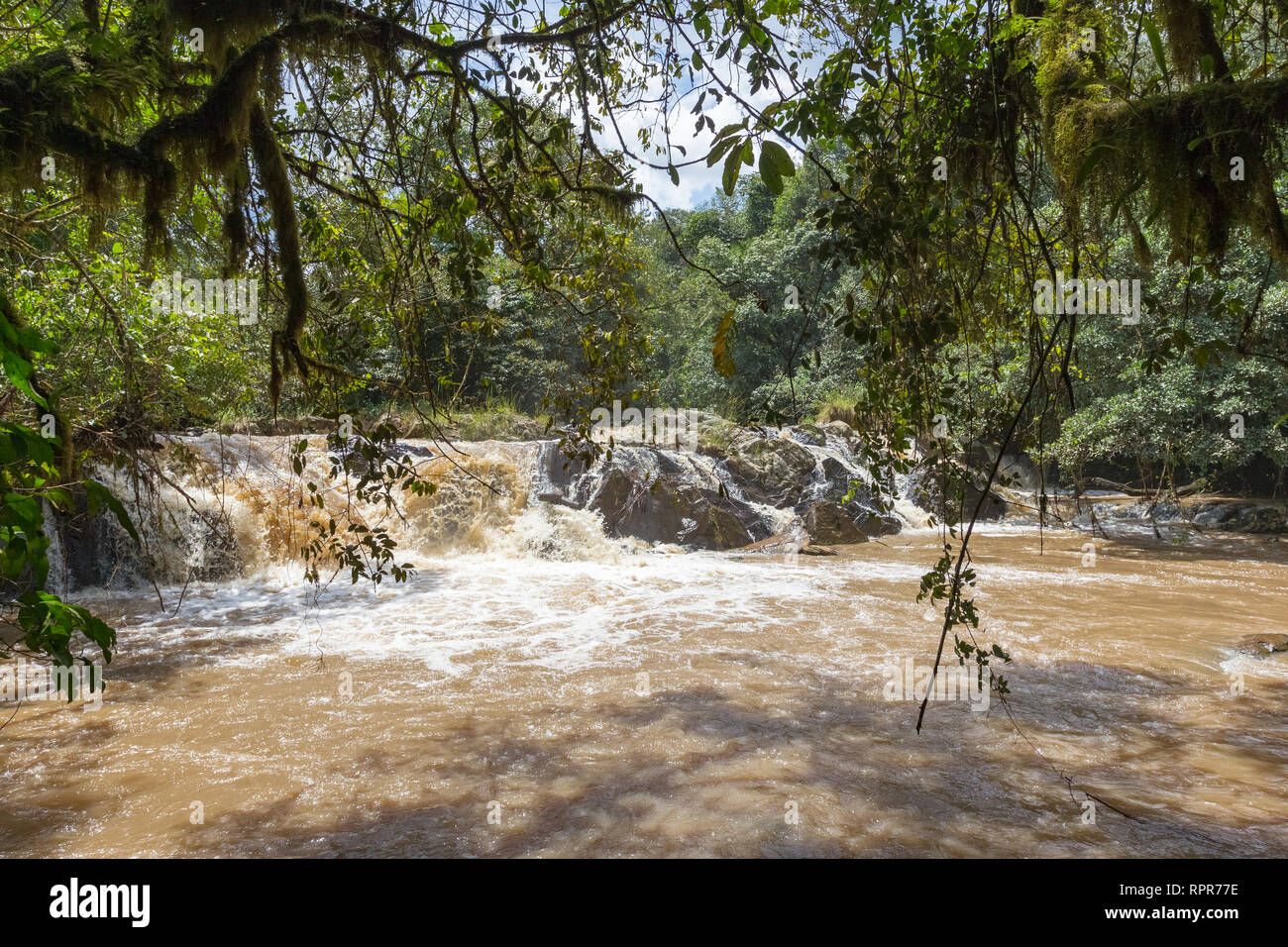 Rapide piccolo sui fiumi nelle giungle di Kakamega Forest. Kenya, Africa Foto Stock