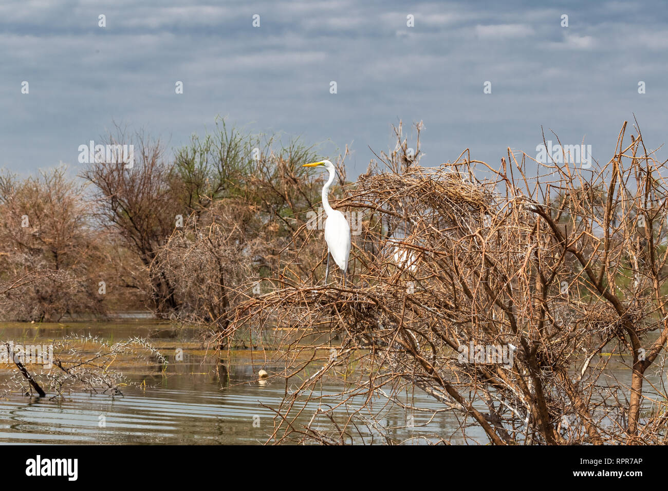 Heron in canneti sul lago. Lake Baringo, Kenya Foto Stock