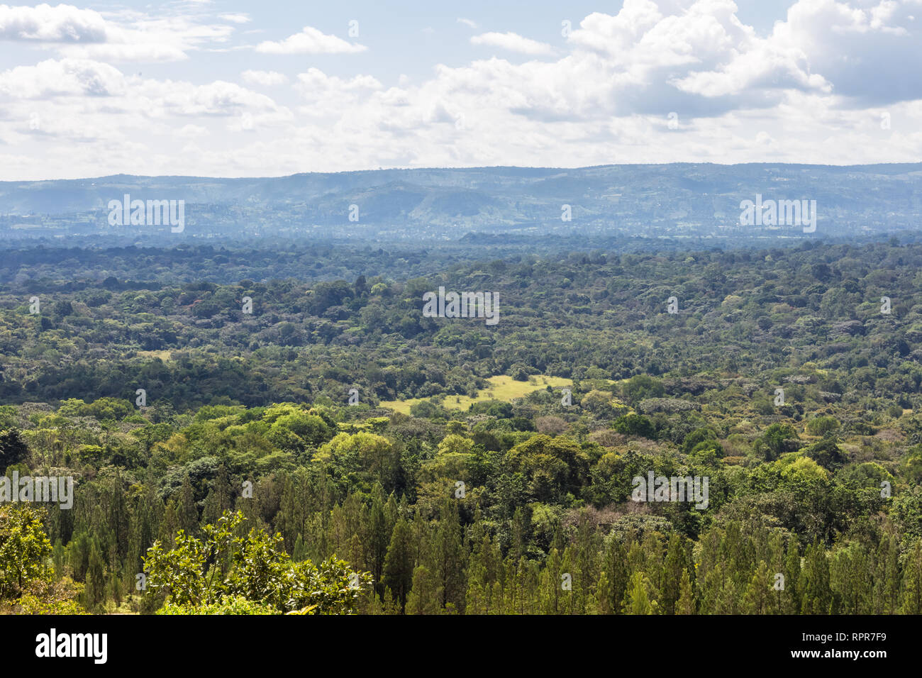 Il mare verde in Kakamega Forest. Kenya, Africa Foto Stock