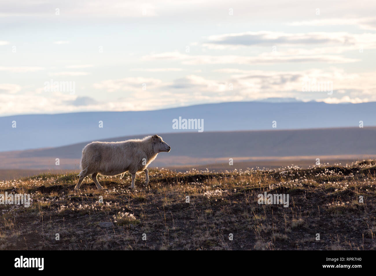 Pecore retroilluminata che attraversa un campo in Islanda Foto Stock