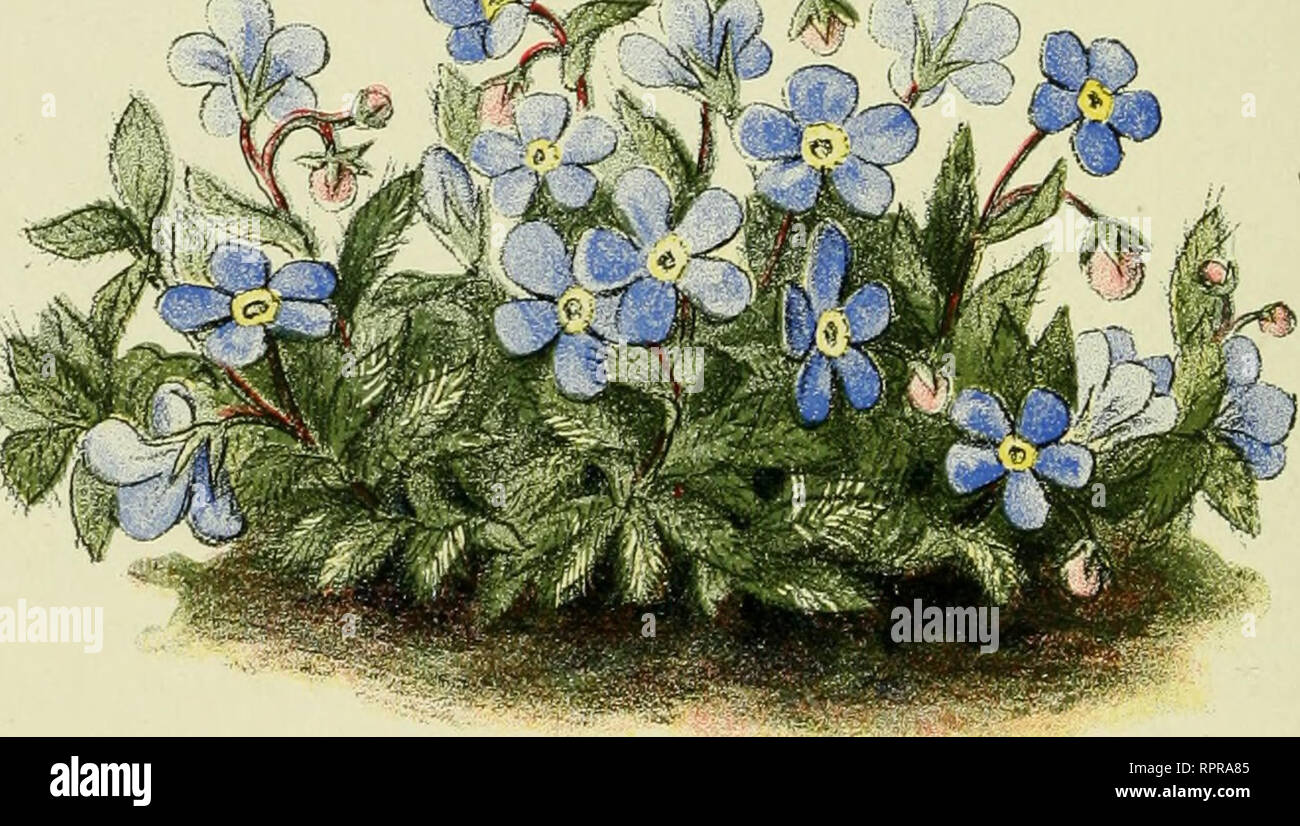 . Alpen-Flora : Westalpen. Piante di montagna. - 102 - Felsspalten, Felsblöcke 23oo-36oo m. ^ '^ ^^*^/'. Eritrichium nanum. Myosotis natu. Himmelsherold. Diva)f dimenticare-me-NON.. Si prega di notare che queste immagini vengono estratte dalla pagina sottoposta a scansione di immagini che possono essere state migliorate digitalmente per la leggibilità - Colorazione e aspetto di queste illustrazioni potrebbero non perfettamente assomigliano al lavoro originale. Senn, Gustav, 1875-1945; Kaftner, C. Heidelberg : C. Inverno Foto Stock
