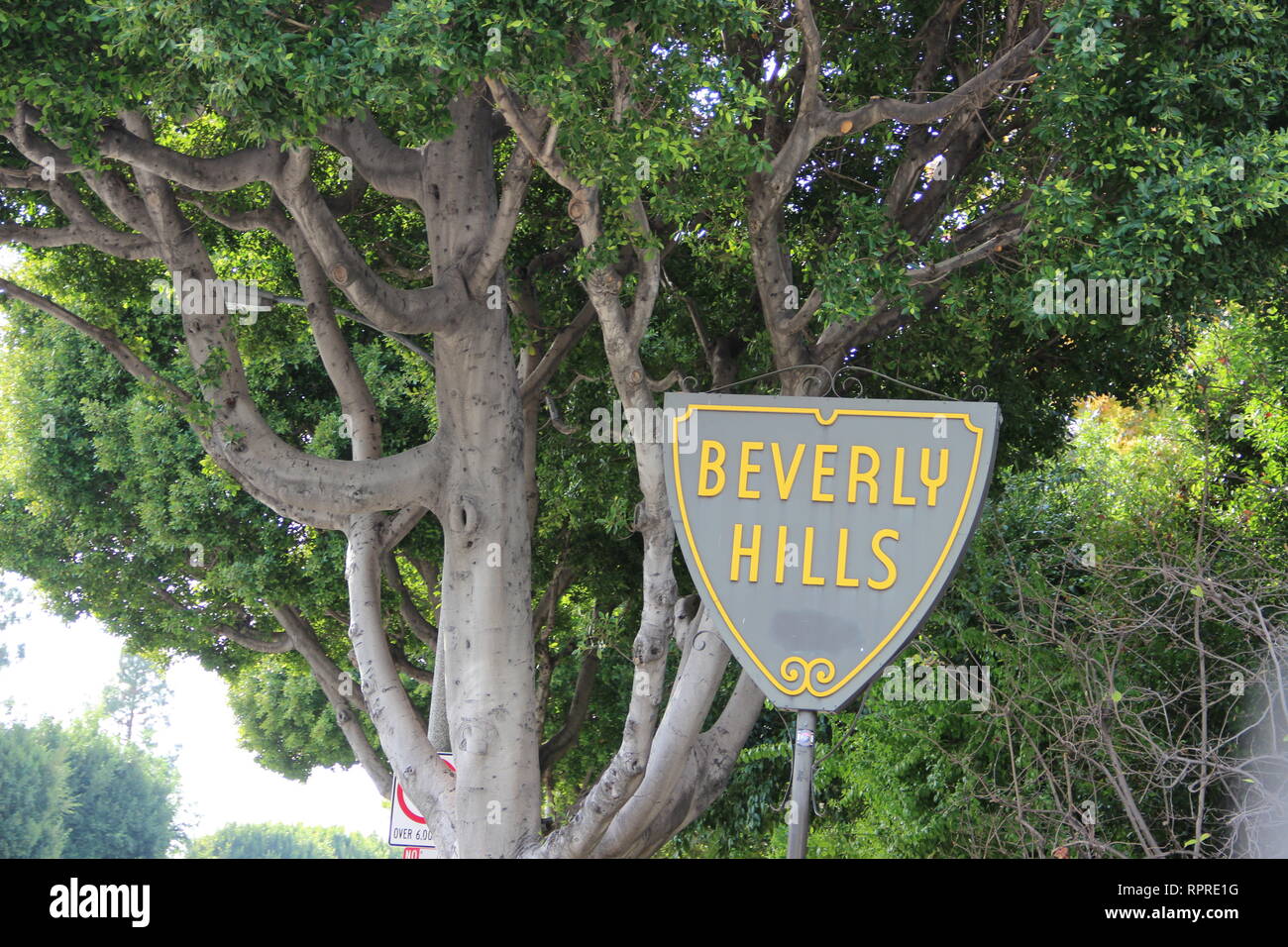 Iconico Beverly Hills shield design limite della città strada segno su un giorno di dicembre con un bellissimo albero della California in background. Foto Stock