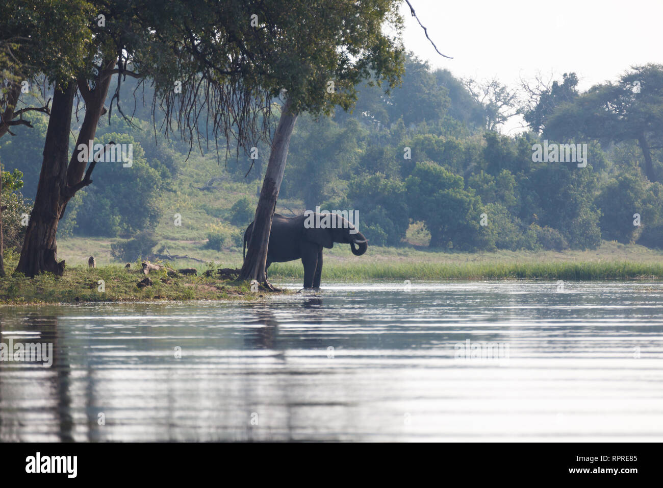 Elephant bere dal fiume locale in Botswana Foto Stock