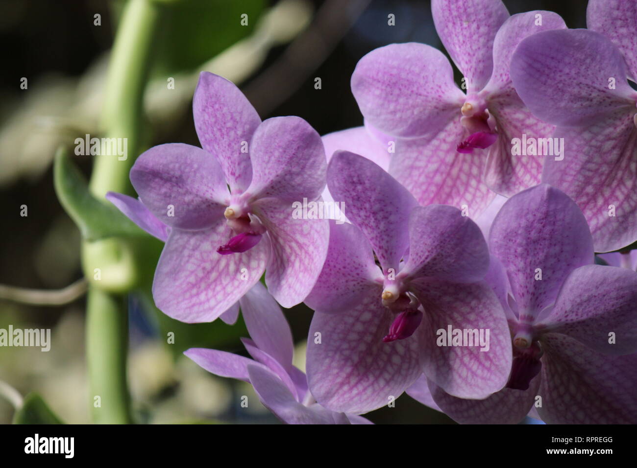 Fresco e perky di colore rosa e violaceo standard di fiori di orchidea in  piena fioritura Foto stock - Alamy