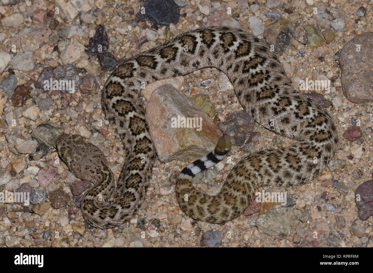 Western Diamondback Rattlesnake, Crotalus atrox Foto Stock