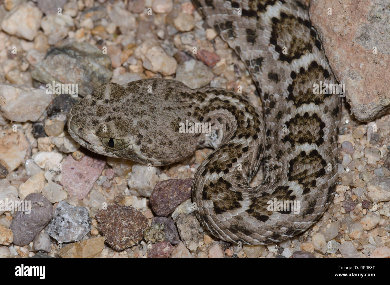 Western Diamondback Rattlesnake, Crotalus atrox Foto Stock