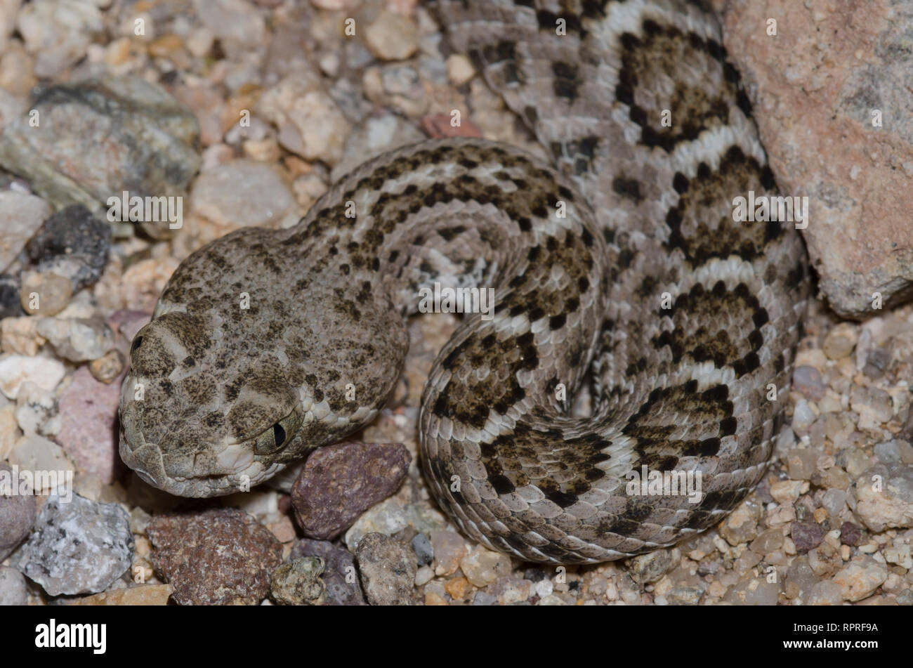 Western Diamondback Rattlesnake, Crotalus atrox Foto Stock