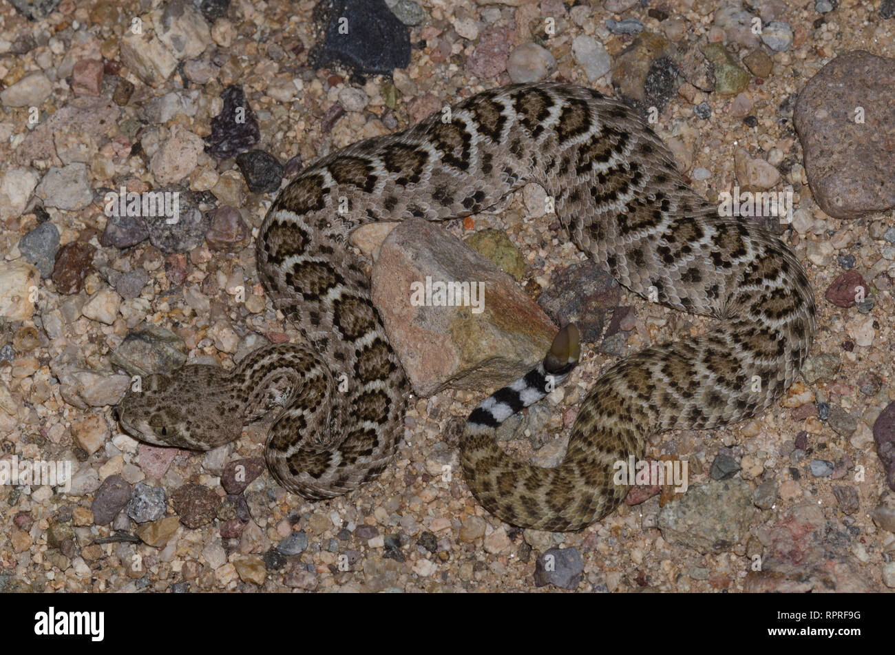 Western Diamondback Rattlesnake, Crotalus atrox Foto Stock