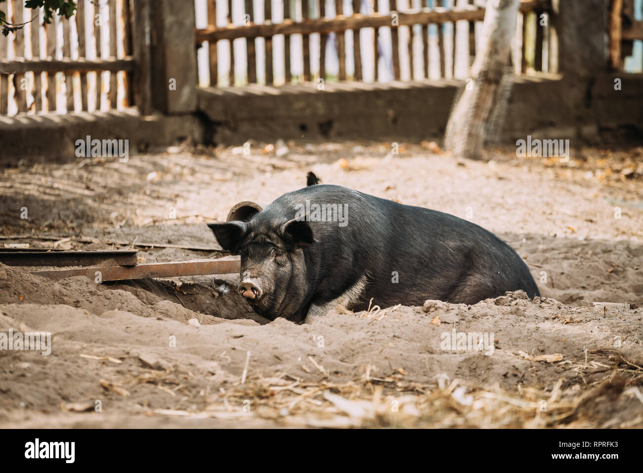Grande Suino Nero in fattoria. L'allevamento dei suini è il sollevamento e l'allevamento di suini domestici. Si tratta di un ramo di allevamento di animali. I suini sono allevati principalmente come cibo Foto Stock