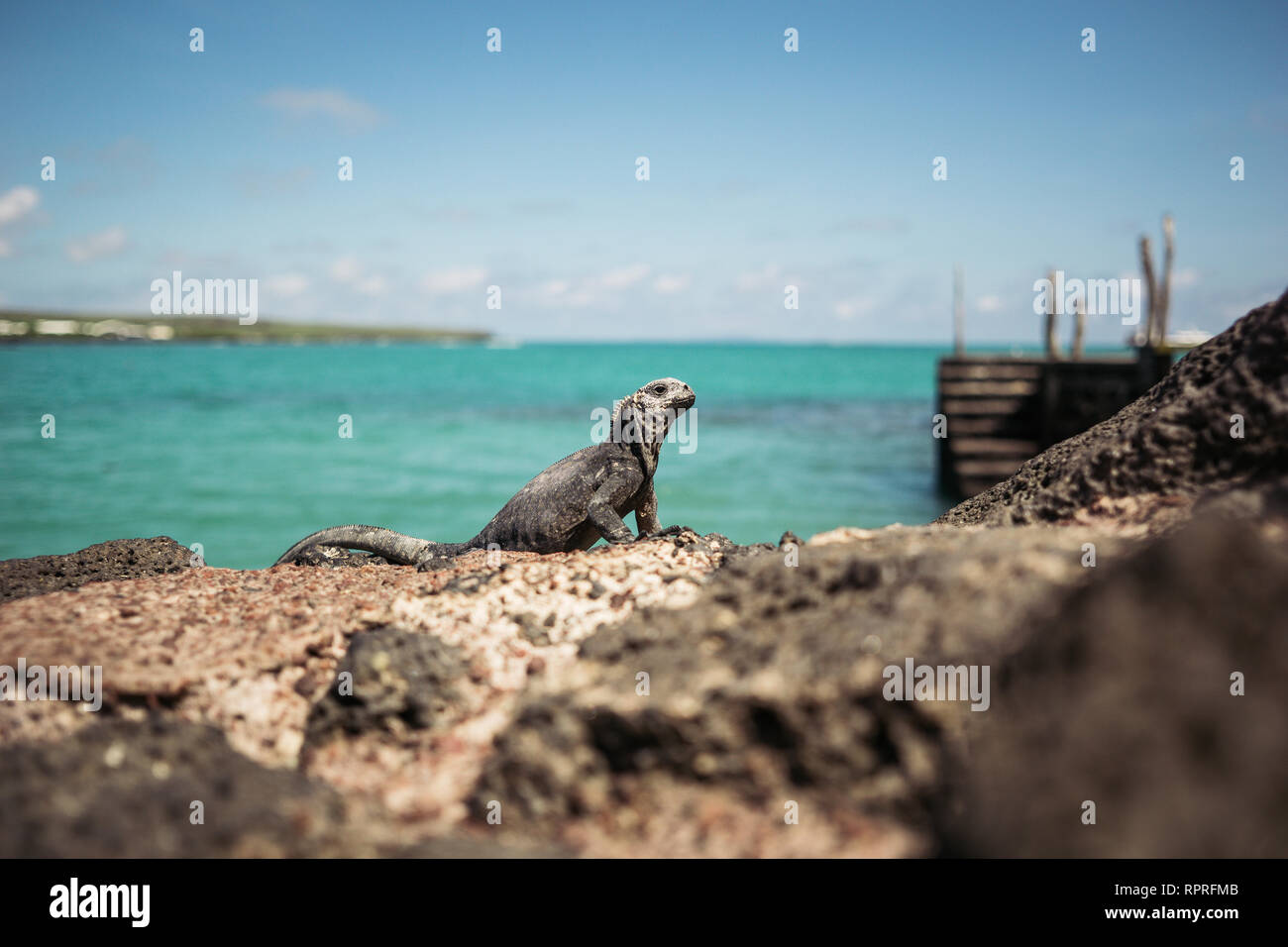 Galapagos mare animale Iguana sulla roccia di lava Foto Stock