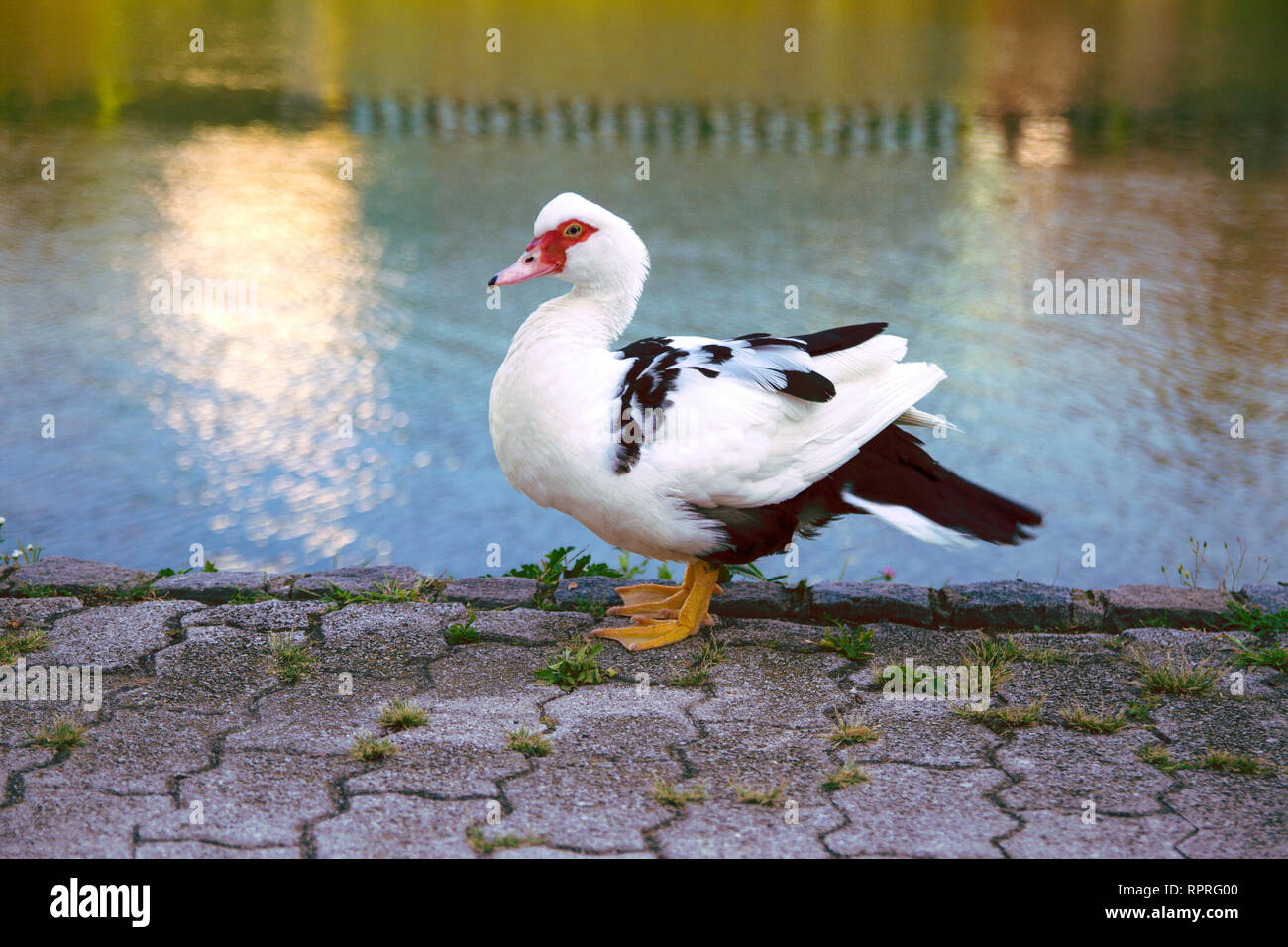ProPortrait di anatra muta in piedi vicino al fiume. Piume bianche con piumaggio nero e faccia rossa. Anatra di razza ornamentale. Foto Stock