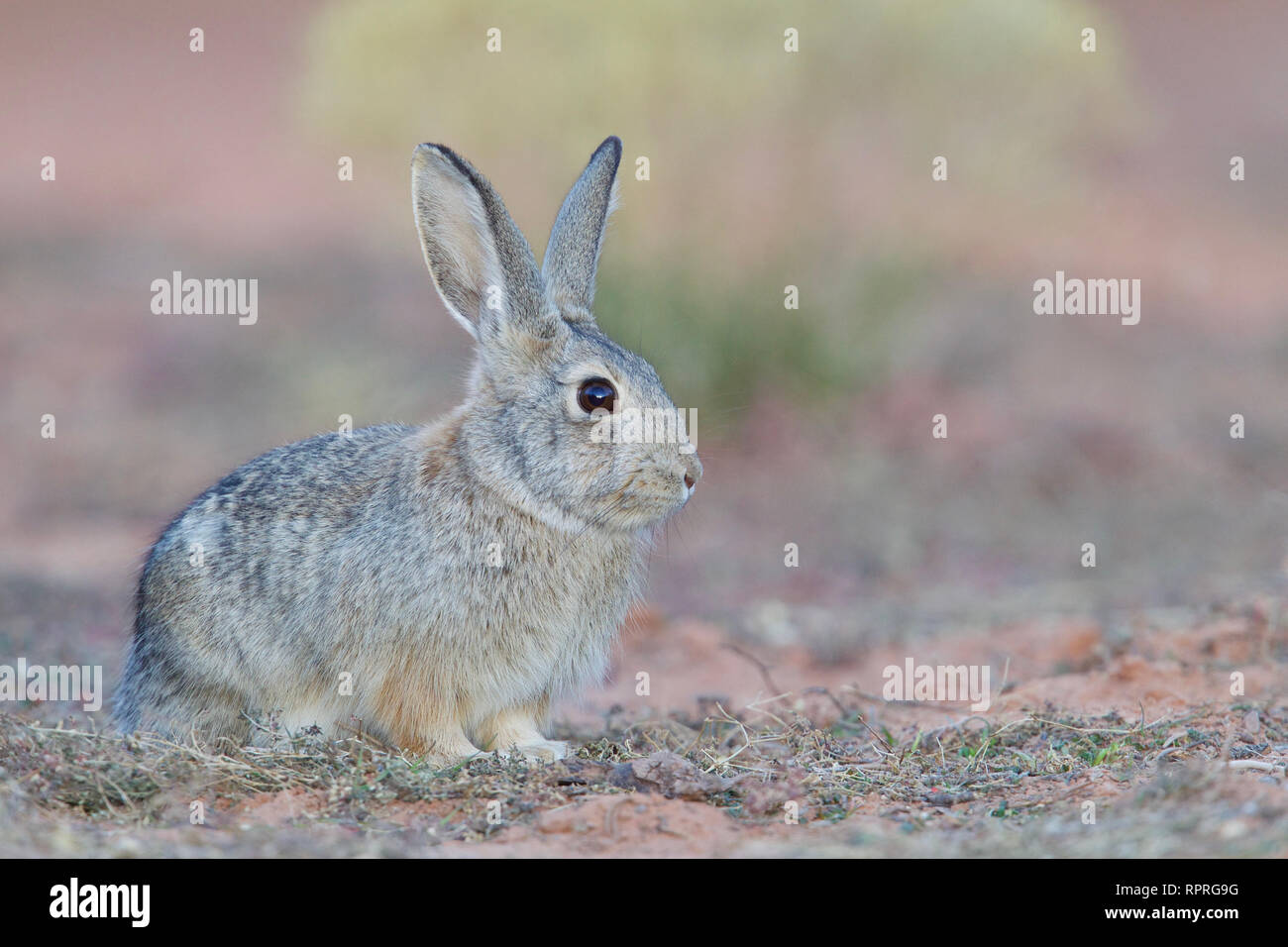 Deserto, Silvilago Sylvilagus audubonii, nel Parco Nazionale di Arches nel sudest dell'Utah Foto Stock