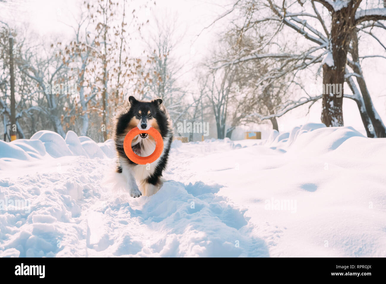 Funny giovane Shetland Sheepdog, Sheltie, Collie giocando con anello Toy all' aperto nel parco innevato, stagione invernale. Giocoso Pet all'aperto Foto Stock