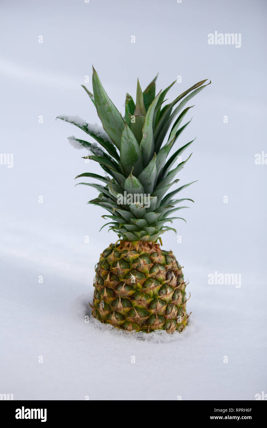 Ananas frutta nella neve Foto Stock