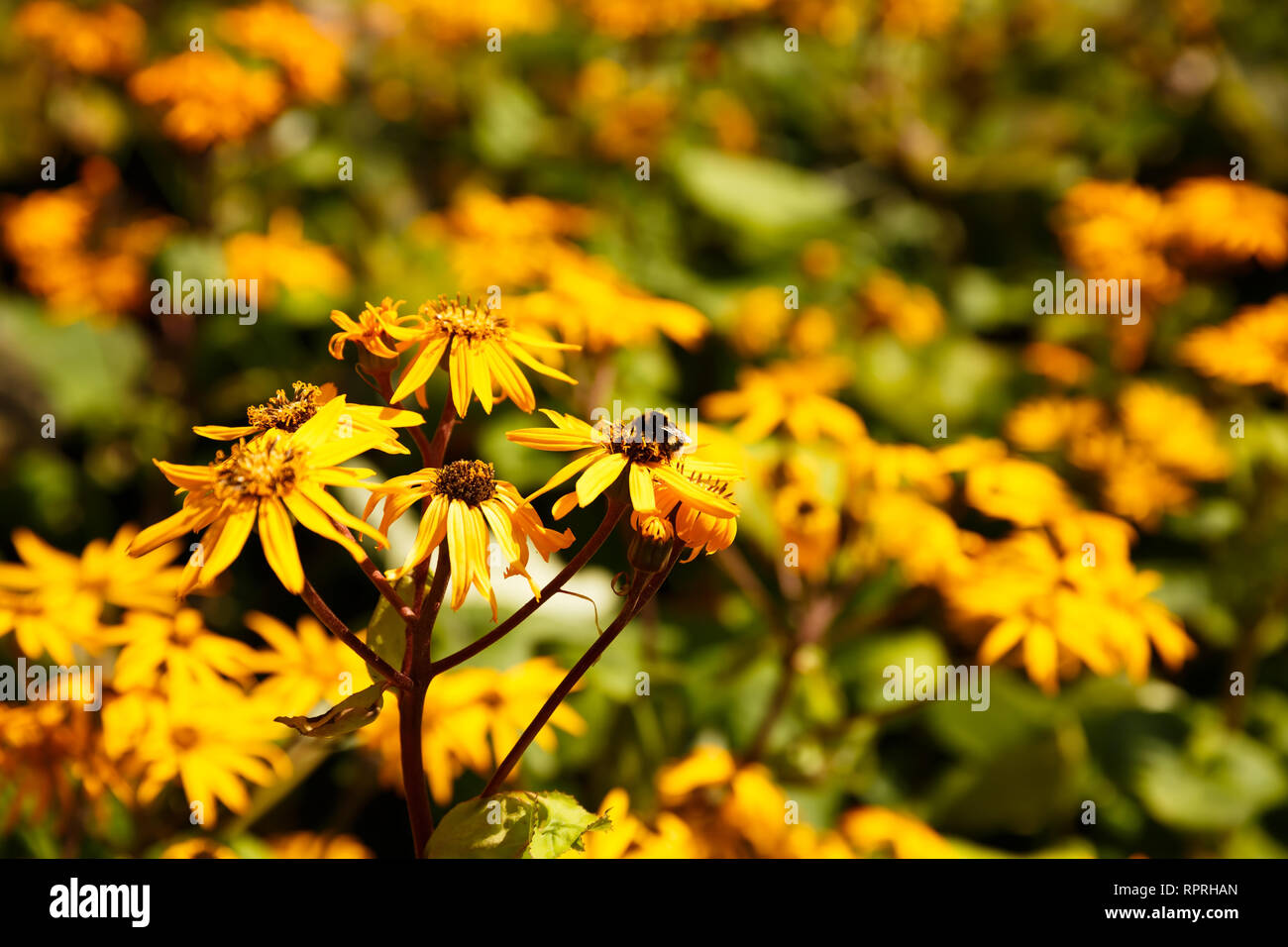 Bumblebee sul fiore giallo raccogliendo il nettare. Foto Stock