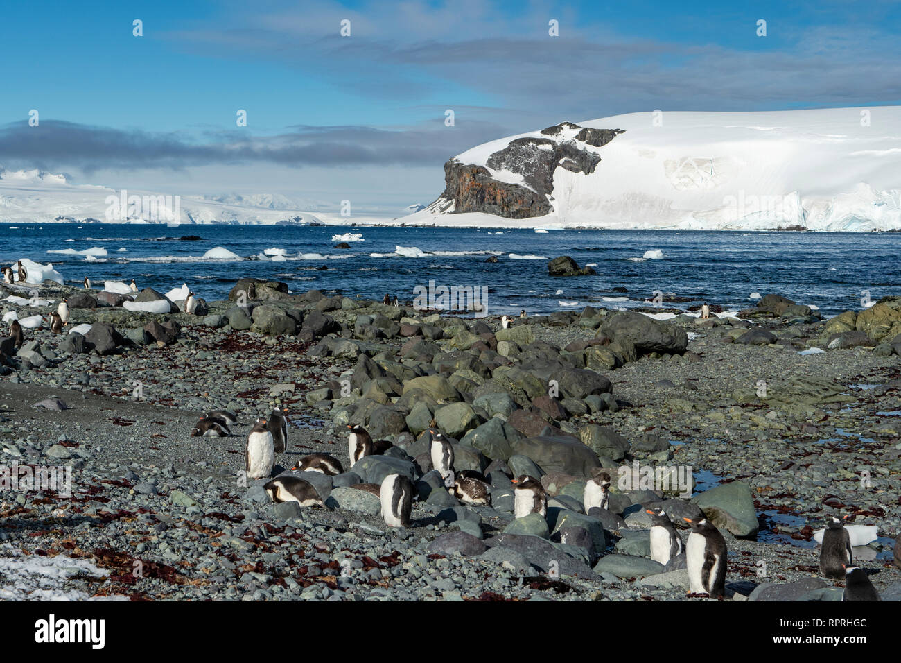 I pinguini di Gentoo, Pygoscelis papua su D'Hainaut Isola, Mikkelsen Harbour Foto Stock