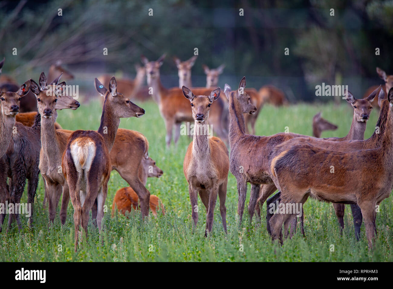 Cervi, essendo coltivata per venision, sono molto avviso in un campo rurale a Canterbury, Nuova Zelanda Foto Stock
