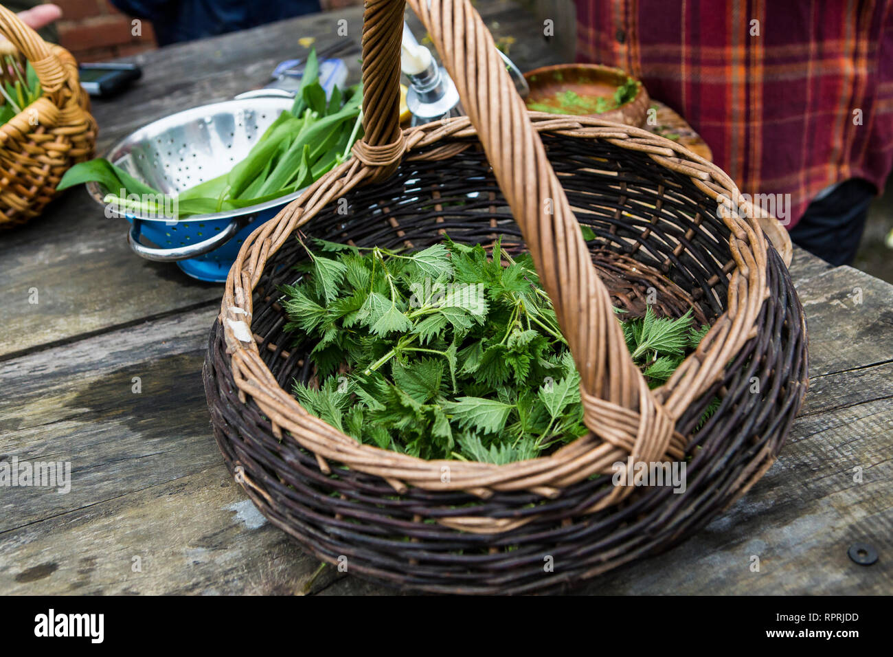 Foraged piante commestibili in Sussex, Regno Unito Foto Stock