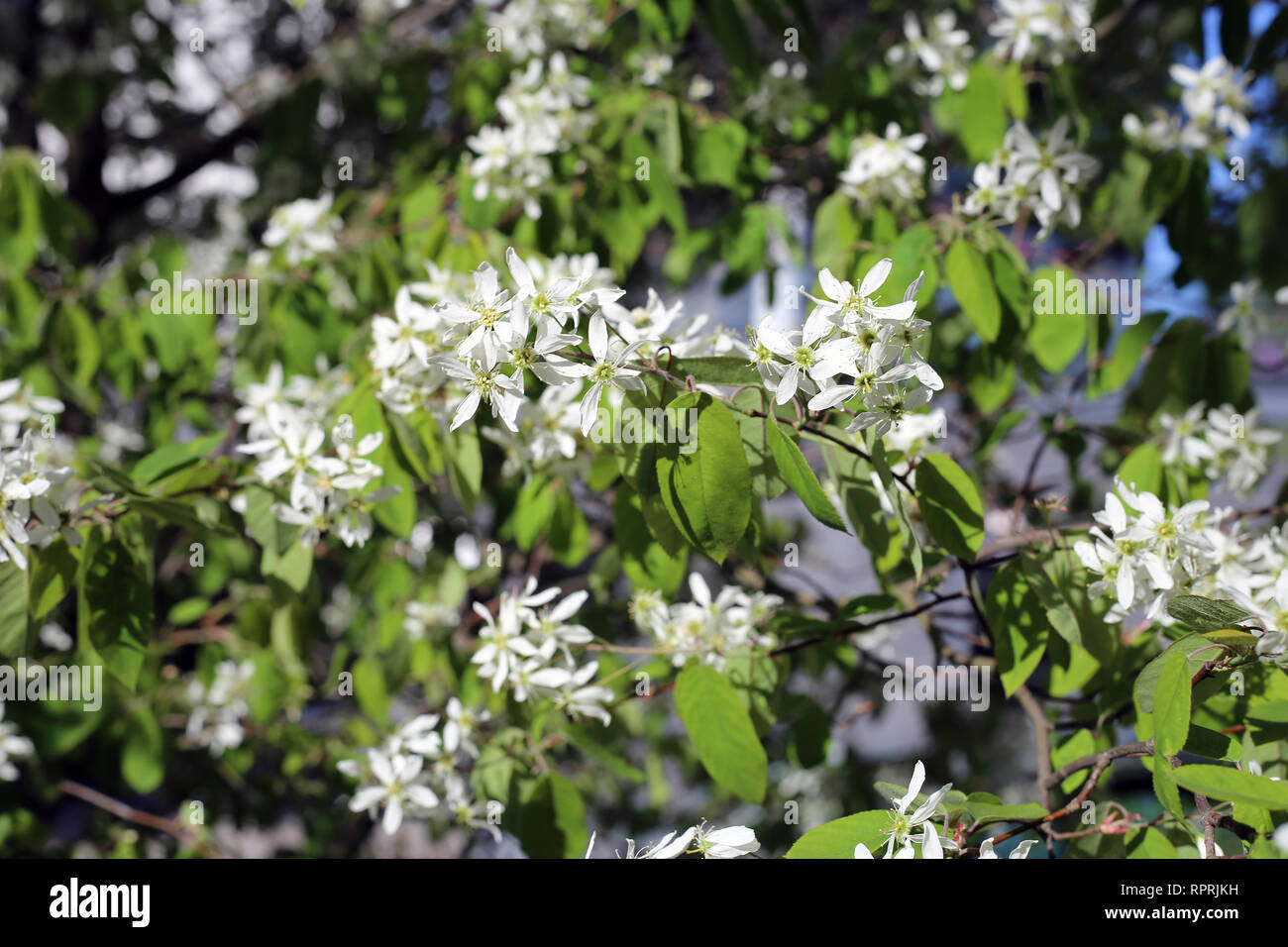 Bianco Fiori di piccole dimensioni in una struttura ad albero. Bellissimi fiori sono stati fotografati durante una soleggiata giornata di primavera in Finlandia. Immagine a colori. Foto Stock