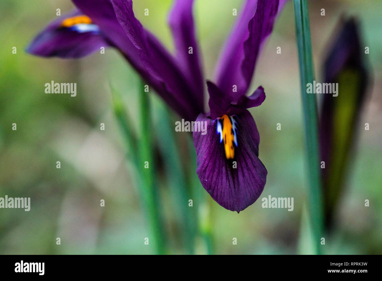 Iride a rete viola (iris reticulata) Foto Stock