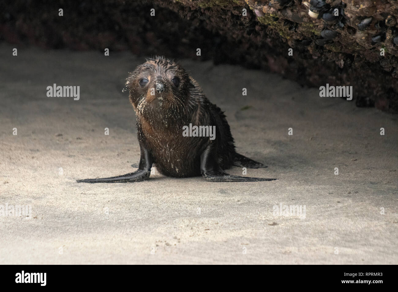 Nuova Zelanda pelliccia sigillo pup (Arctocephalus forsteri), Wharariki Beach, Isola del Sud Foto Stock