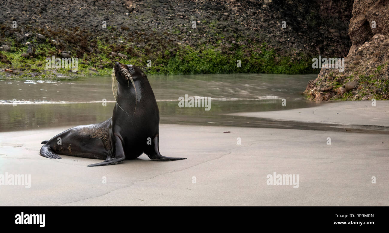 Nuova Zelanda pelliccia sigillo (Arctocephalus forsteri), Wharariki Beach, Isola del Sud, Nuova Zelanda Foto Stock