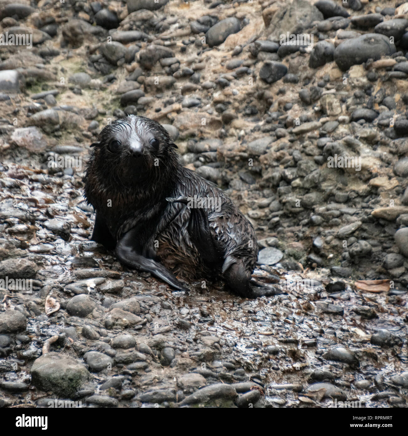 Nuova Zelanda pelliccia sigillo pup (Arctocephalus forsteri), Wharariki Beach, Isola del Sud Foto Stock