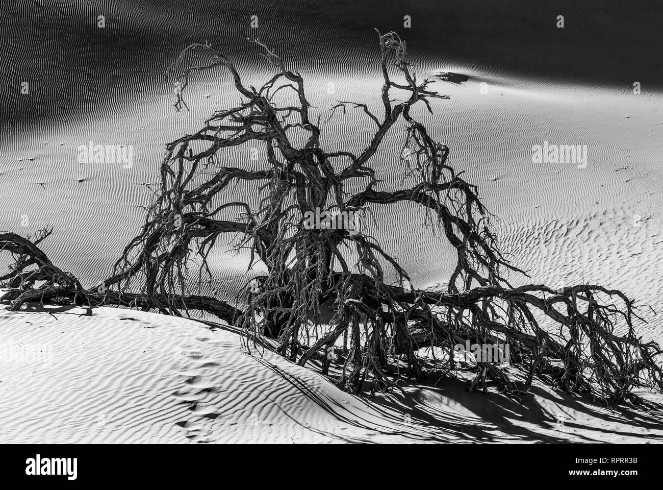 Morto di alberi di acacia e dune rosse in Deadvlei. Sossusvlei. Namib-Naukluft National Park, Namibia. Foto Stock