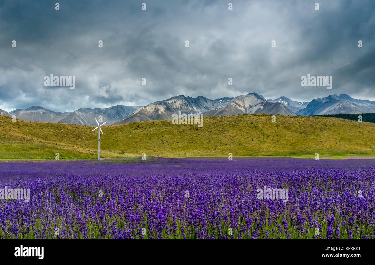 Campo di lavanda vicino a Mount Cook nell'Isola Sud della Nuova Zelanda. Foto Stock