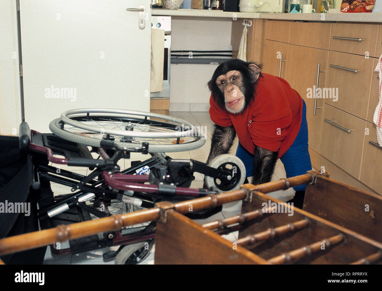 UNSER CHARLY / Partner fürs Leben D 2001 / Franz Josef Gottlieb Bild: Schimpanse Charly # / Überschrift: UNSER CHARLY / D 2001 Foto Stock