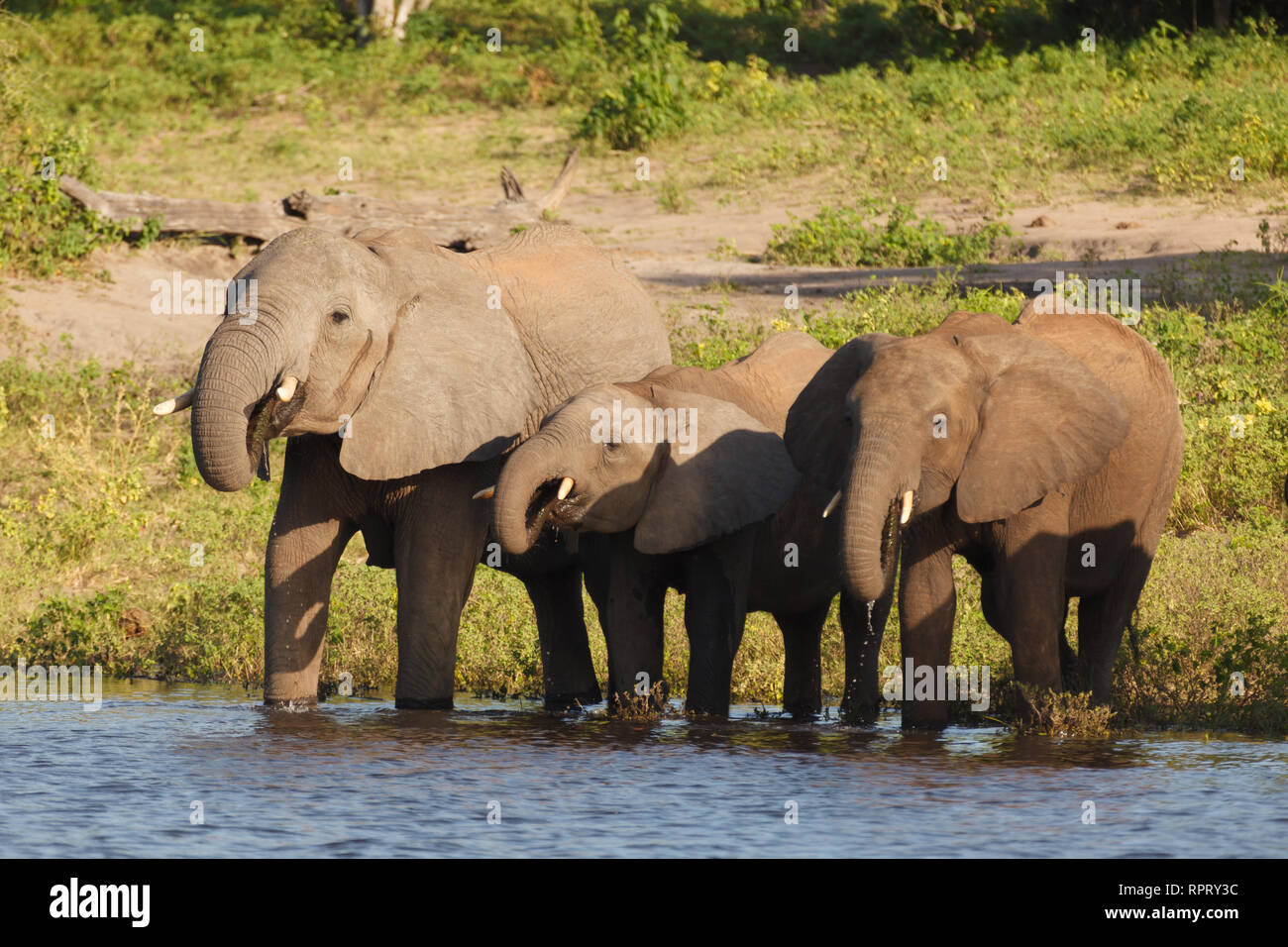 Primo piano della famiglia di elefanti africani in piedi sul bordo del fiume al sole Foto Stock