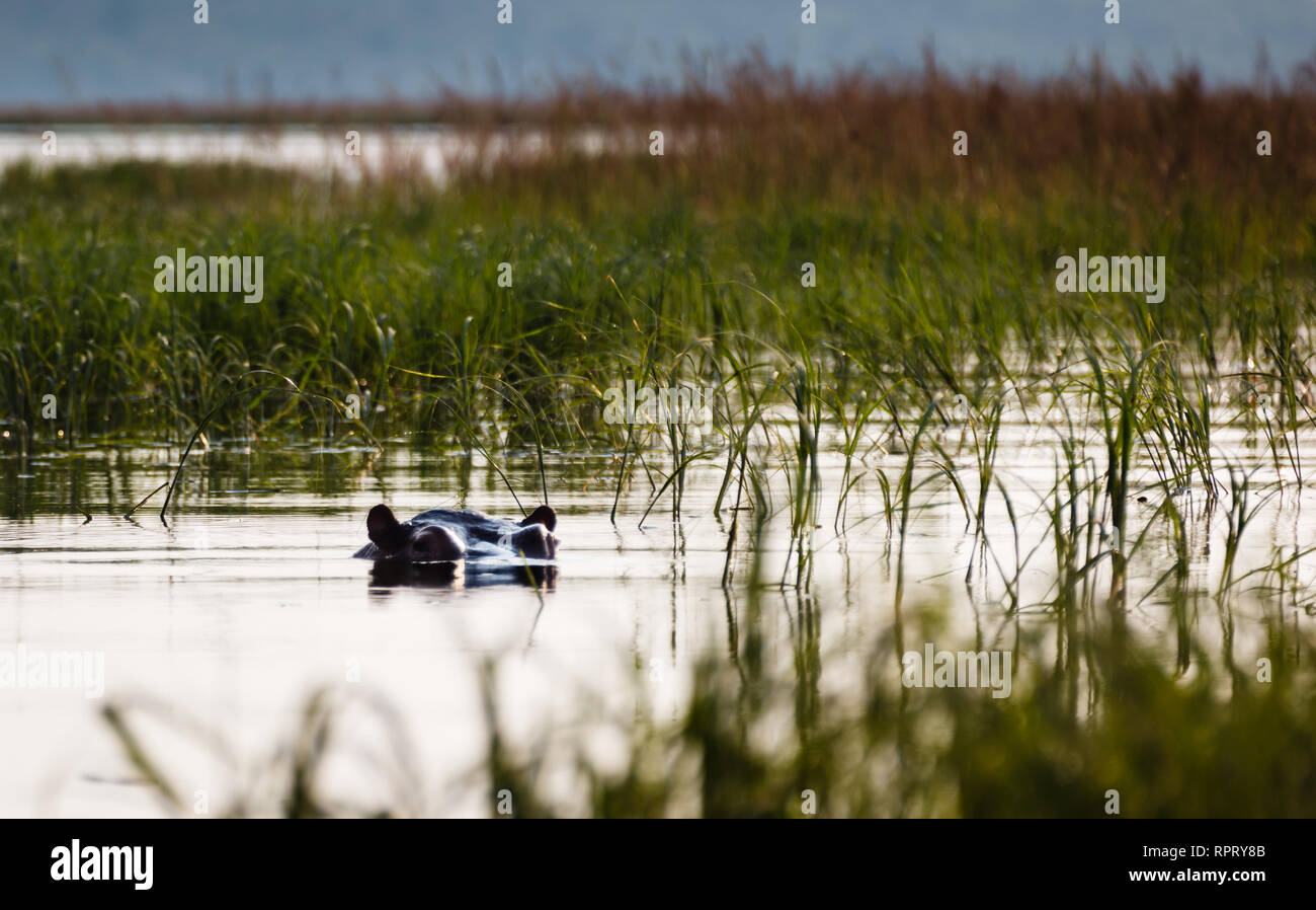 Primo piano della testa di ippopotamo e gli occhi al di sopra dell'acqua Foto Stock