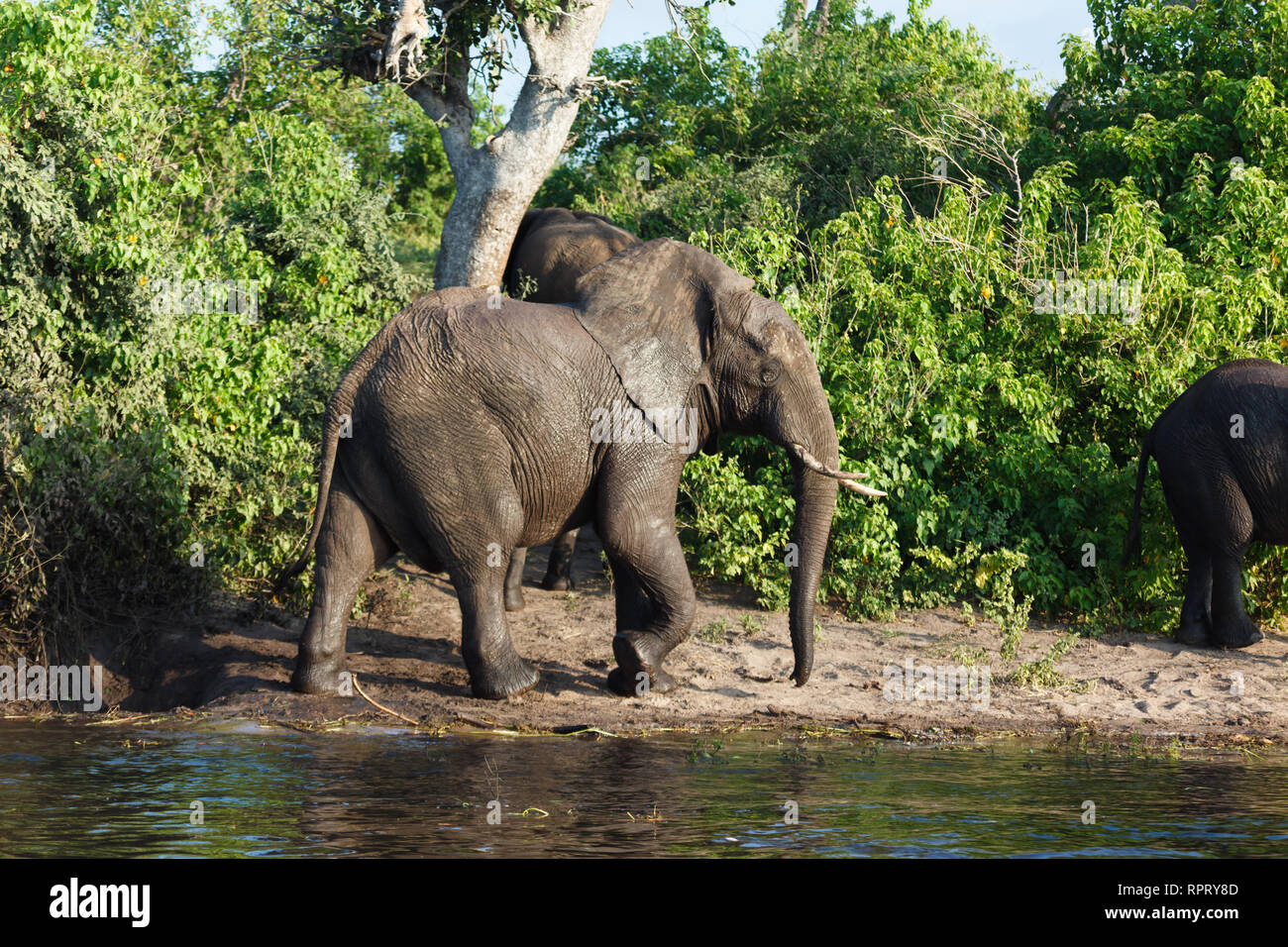 Primo piano della elelphant camminando lungo il bordo delle acque nei pressi di due altri Foto Stock