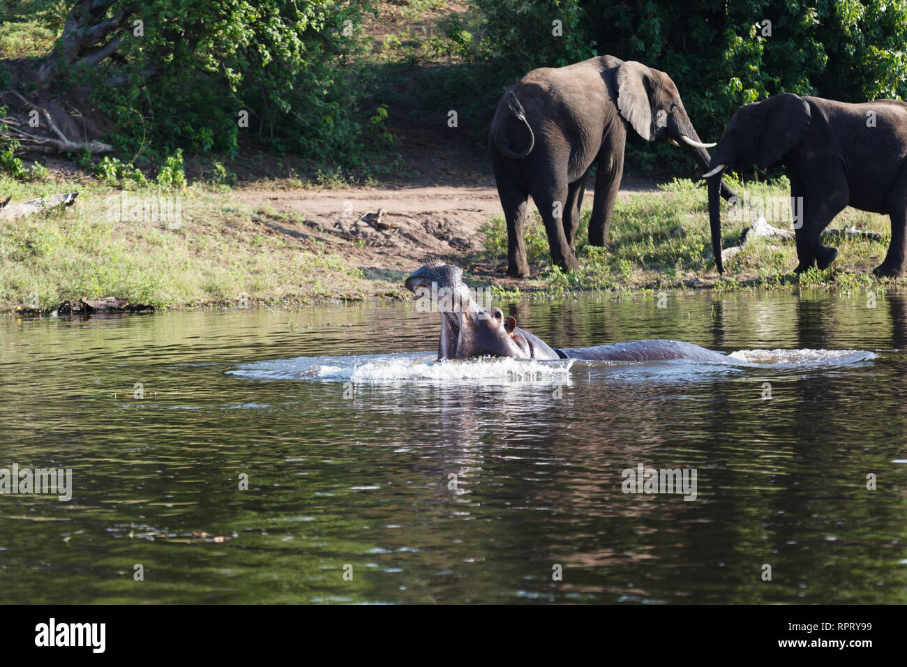 Primo piano di un ippopotamo in acqua con ampia bocca aperta con due elefanti vicino dal Foto Stock